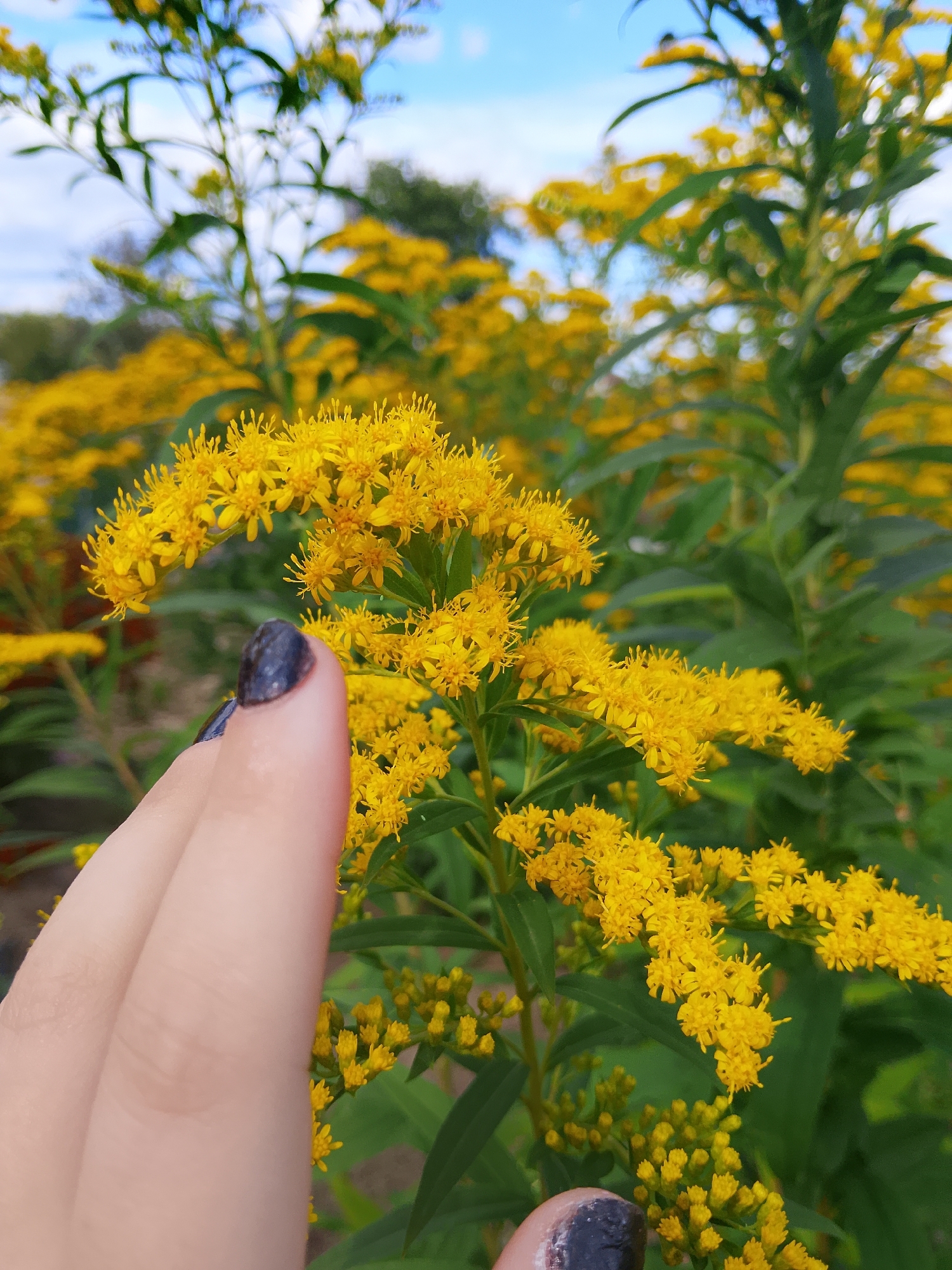 A close-up shot focuses on a cluster of vibrant yellow flowers, likely goldenrod, in Verkhopol'e, Russia. The flowers are in full bloom, with numerous small blossoms forming feathery plumes. A hand, with dark, polished fingernails, is positioned in the foreground, lightly touching one of the flower stalks. The background consists of more goldenrod plants and green foliage, with a blurred sky overhead. The scene appears to be outdoors in a natural setting, possibly a meadow or park.