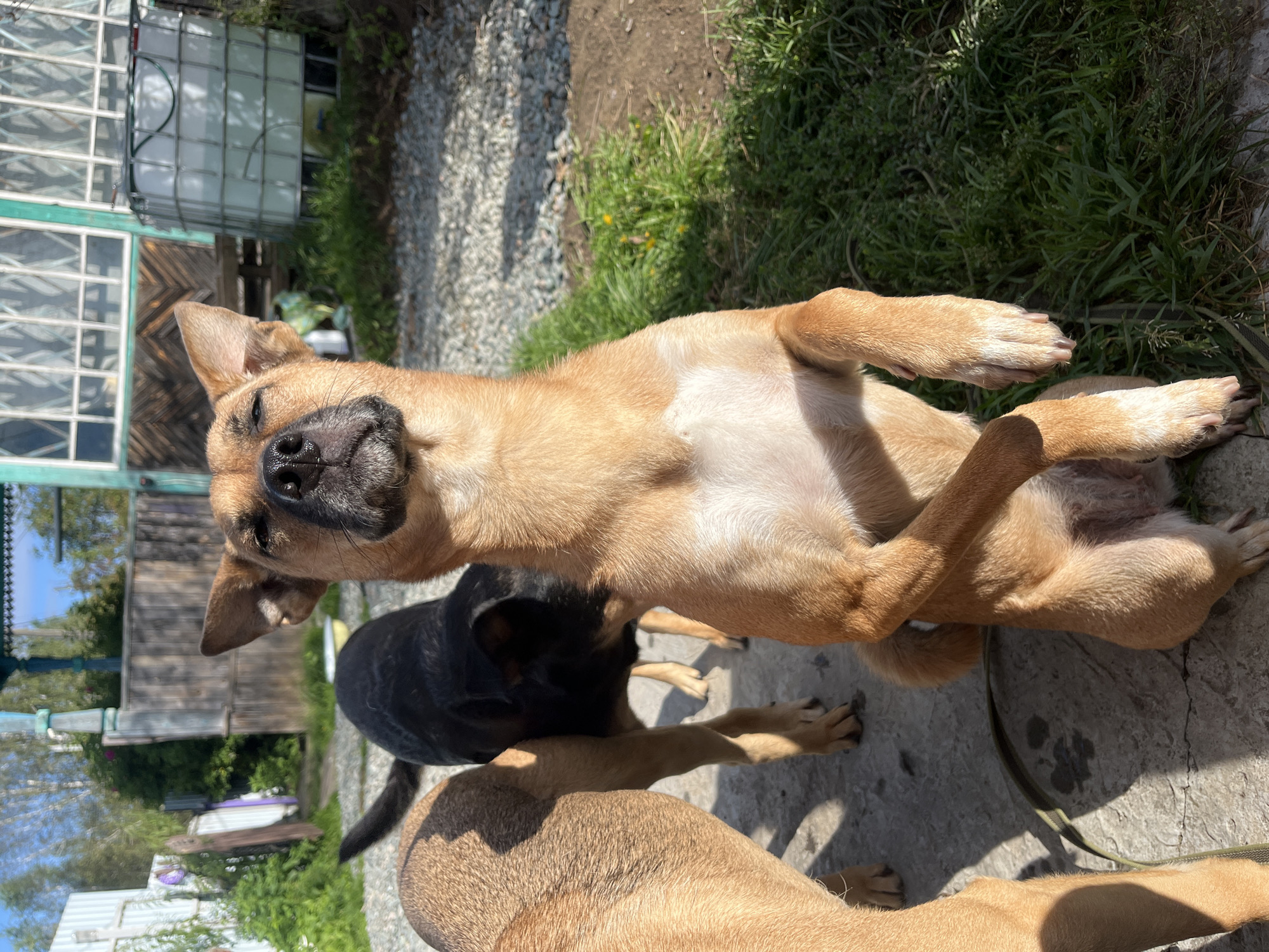 A medium-sized, light brown dog stands on its hind legs in the foreground of the image. Its eyes are closed, and its head is tilted back, appearing to enjoy the sunlight. Its front paws are clasped together in front of its chest. Behind this dog, a black dog is partially visible, also standing. To the left of the light brown dog, the hindquarters of another light brown dog are visible. The dogs are in an outdoor area with a gravel ground surface and patches of green grass. In the background, there is a wooden fence, a building with windows, and large white water tanks. The overall impression is a sunny day in a somewhat rustic, outdoor setting. The specific location is not determinable from the visual information presented.