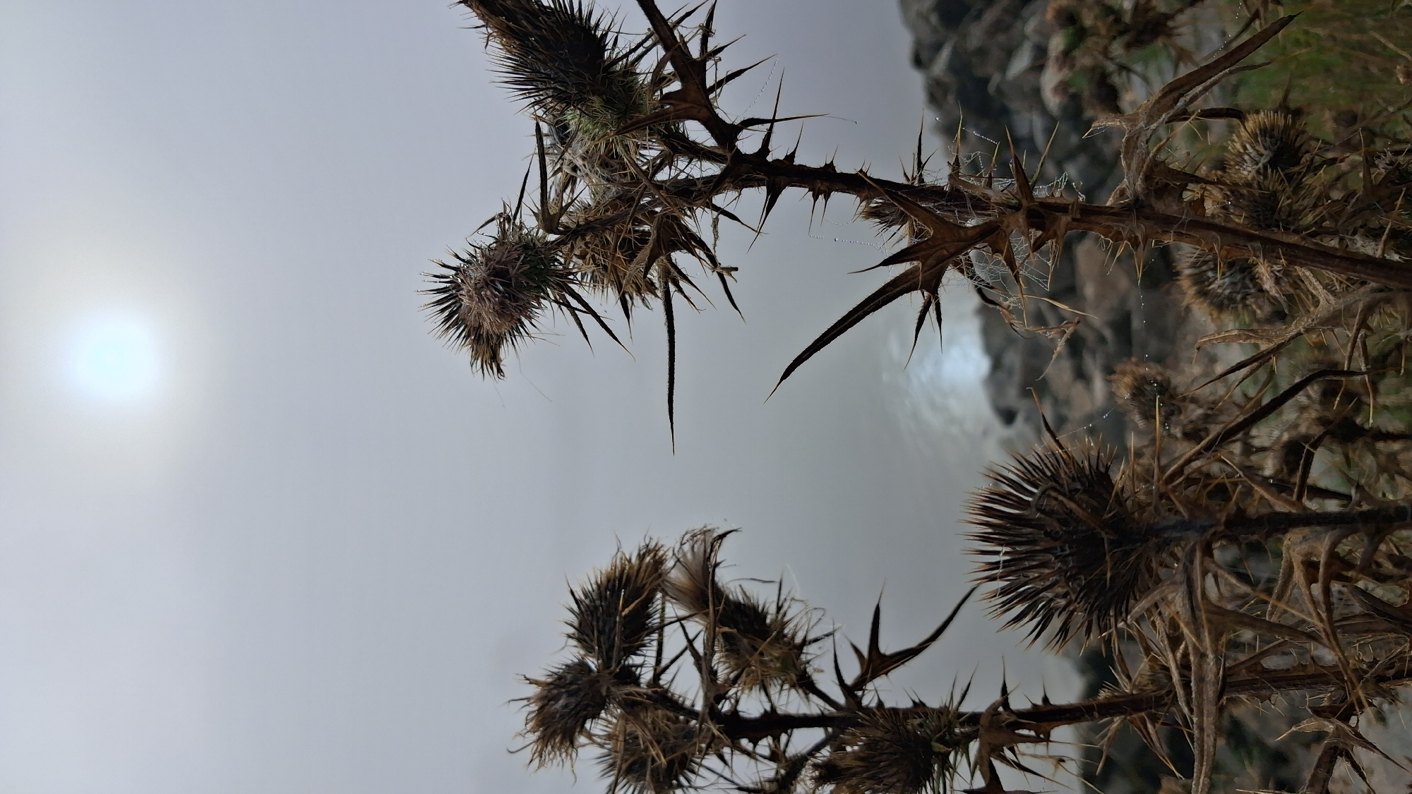 In the foreground of the image, a cluster of dry, thorny thistle plants stand out against a muted background. The thistles are in various stages of decay, with their spiky seed heads prominent. Some have delicate cobwebs clinging to them, adorned with tiny water droplets. The background features a body of water, likely a river or lake, reflecting the hazy sunlight. The sun itself appears as a diffused orb in the sky, obscured by a layer of fog or clouds. The environment seems rugged and natural, suggesting a rural or semi-rural setting. This scene is located in the vicinity of Osterhofen, Germany, possibly along the banks of the Danube River, given Osterhofen's geographical context.