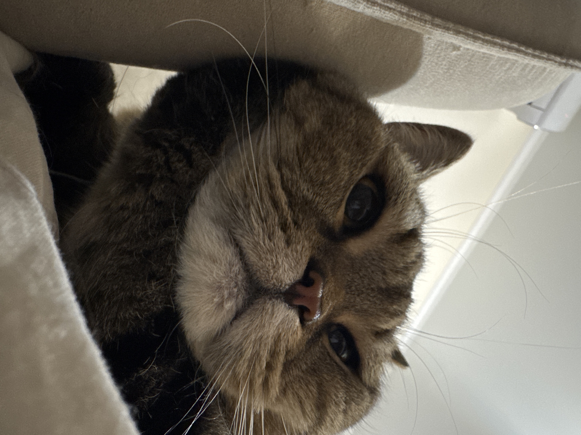 A low-angle close-up shot captures a domestic shorthair cat's face. The cat is predominantly brown with tabby markings and has prominent whiskers. Its eyes are dark and its nose is pink. The cat appears to be resting on a soft, light-colored surface, possibly a cushion or blanket, with another textured, beige surface visible to the left. The background is out of focus, showing a white wall and ceiling with a light fixture. There is no indication of the city of Mikhaylovsk, Russia, in this image.