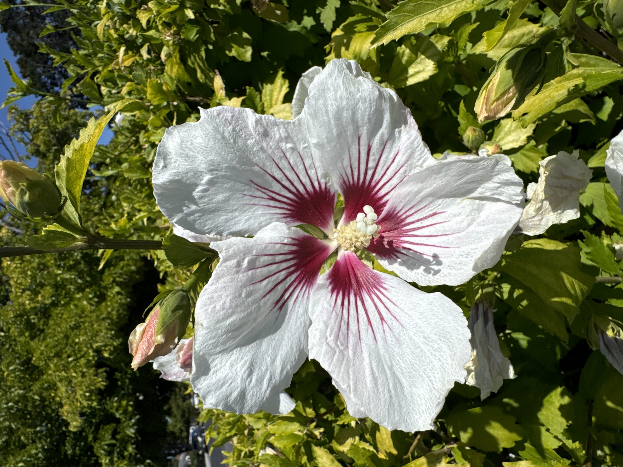 This is a close-up, eye-level, outdoor shot of a large, white hibiscus flower with deep pink veins radiating from the center. The flower's petals are slightly crinkled and show texture. In the background, there are lush green leaves, some of which are illuminated by sunlight, creating a contrast with shadowed areas. Several flower buds in various stages of development are also visible, with one prominent bud to the upper left and another to the lower right. The image appears to be taken during daylight hours, with the sun casting bright light. The scene is likely a garden or park setting, and the overall impression is one of natural beauty. The specific location in San Mateo, United States of America is not discernible from the image alone.