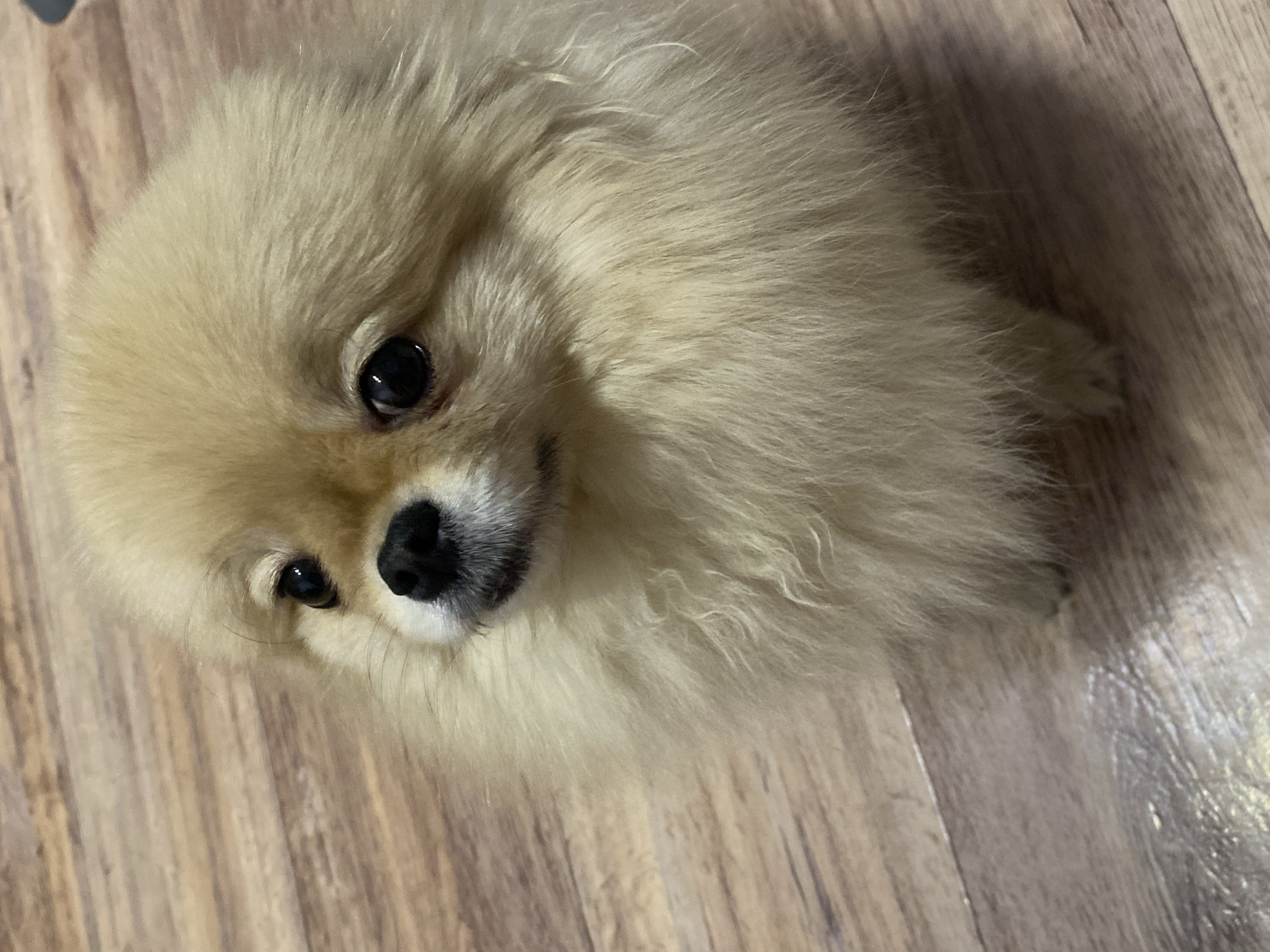 A light-colored Pomeranian dog is laying on a light brown, wood-look floor. The dog is facing the camera. The location is Unknown, Unknown.