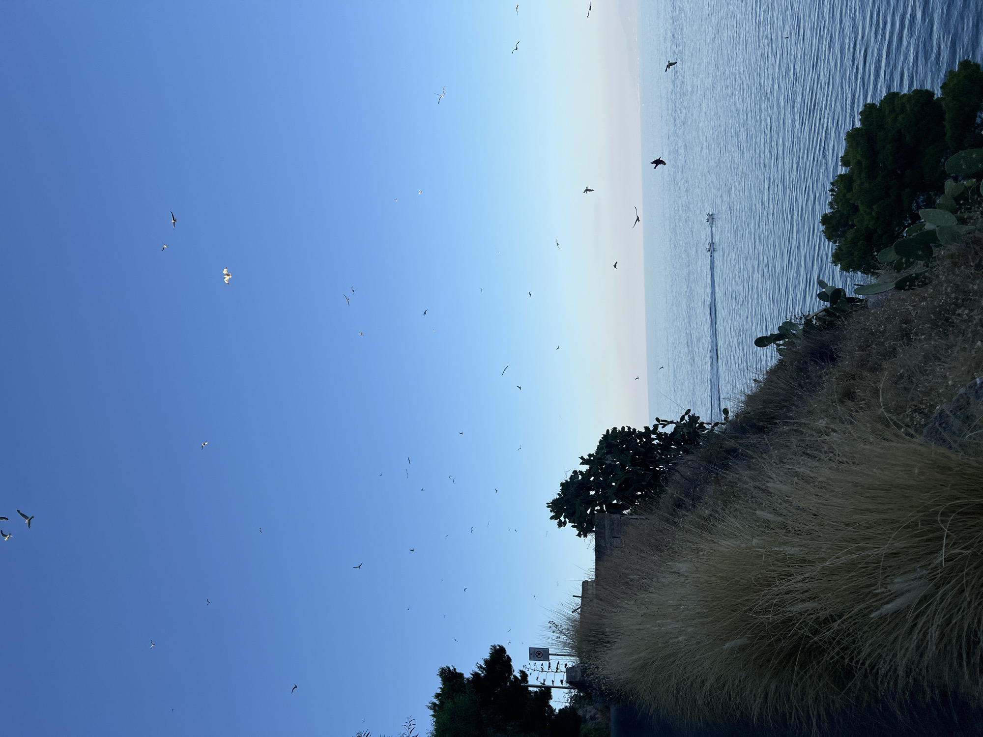 The image shows a coastal view in Santa Flavia, Italy, with the Tyrrhenian Sea on the right and a road and vegetation on the left. A flock of seagulls are visible in the clear blue sky. The vegetation includes dry grass, cacti, and pine trees. A small boat is seen on the water. The overall scene suggests a peaceful coastal environment.