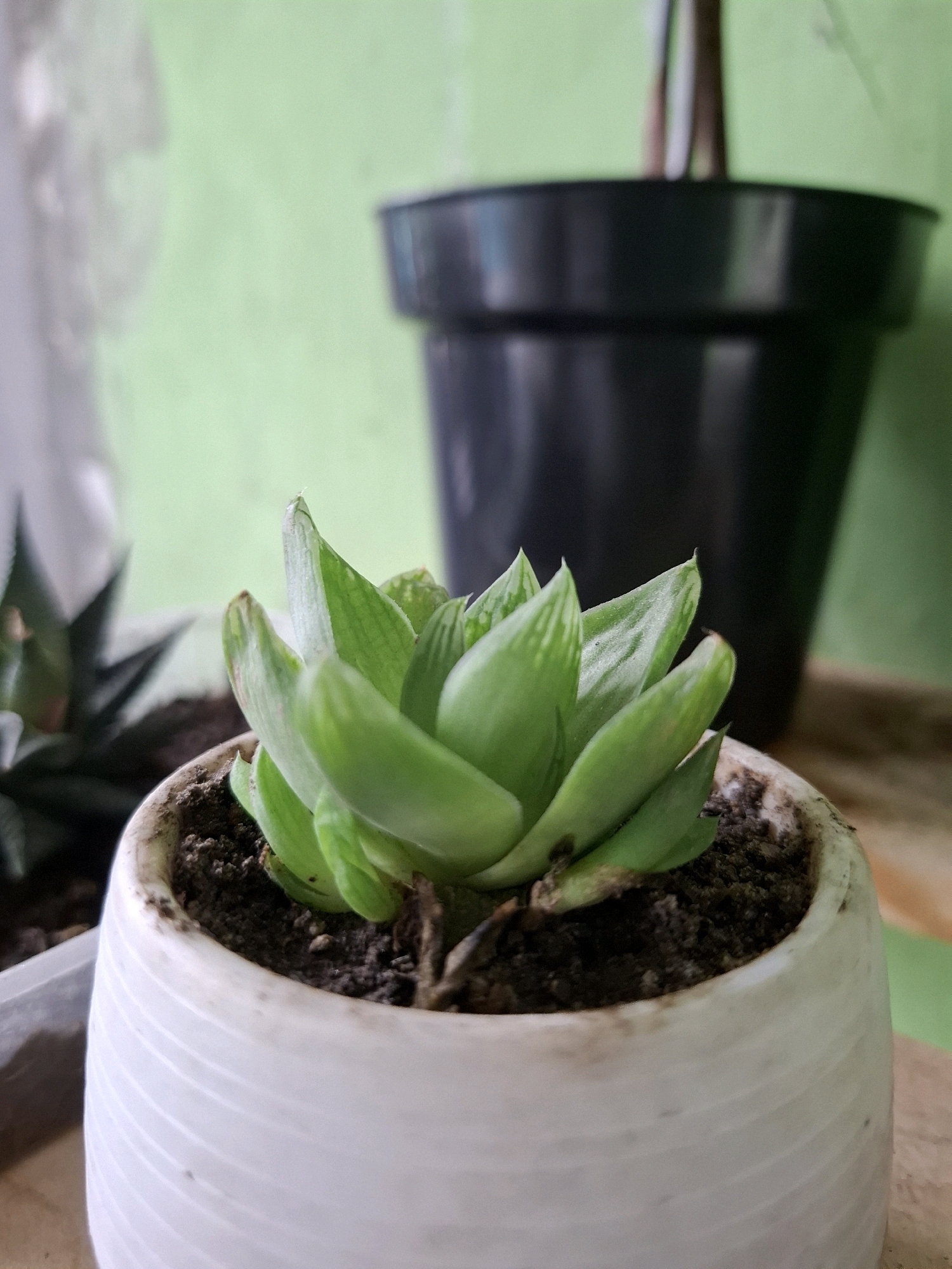 A close-up, eye-level shot focuses on a small, green succulent plant in a white, ribbed pot. The succulent, with its plump, pointed leaves, is positioned slightly off-center to the right. The pot is filled with dark soil, some of which has spilled onto the rim and the plant's lower leaves. In the background, slightly out of focus, is another potted plant in a black plastic pot and a blurred green wall. The overall impression is of an indoor or covered outdoor setting, possibly a windowsill or balcony. The lighting suggests it's daytime, with diffused light illuminating the scene. There are no people or animals visible in the image. The image appears to be taken in City of Medan, Indonesia.