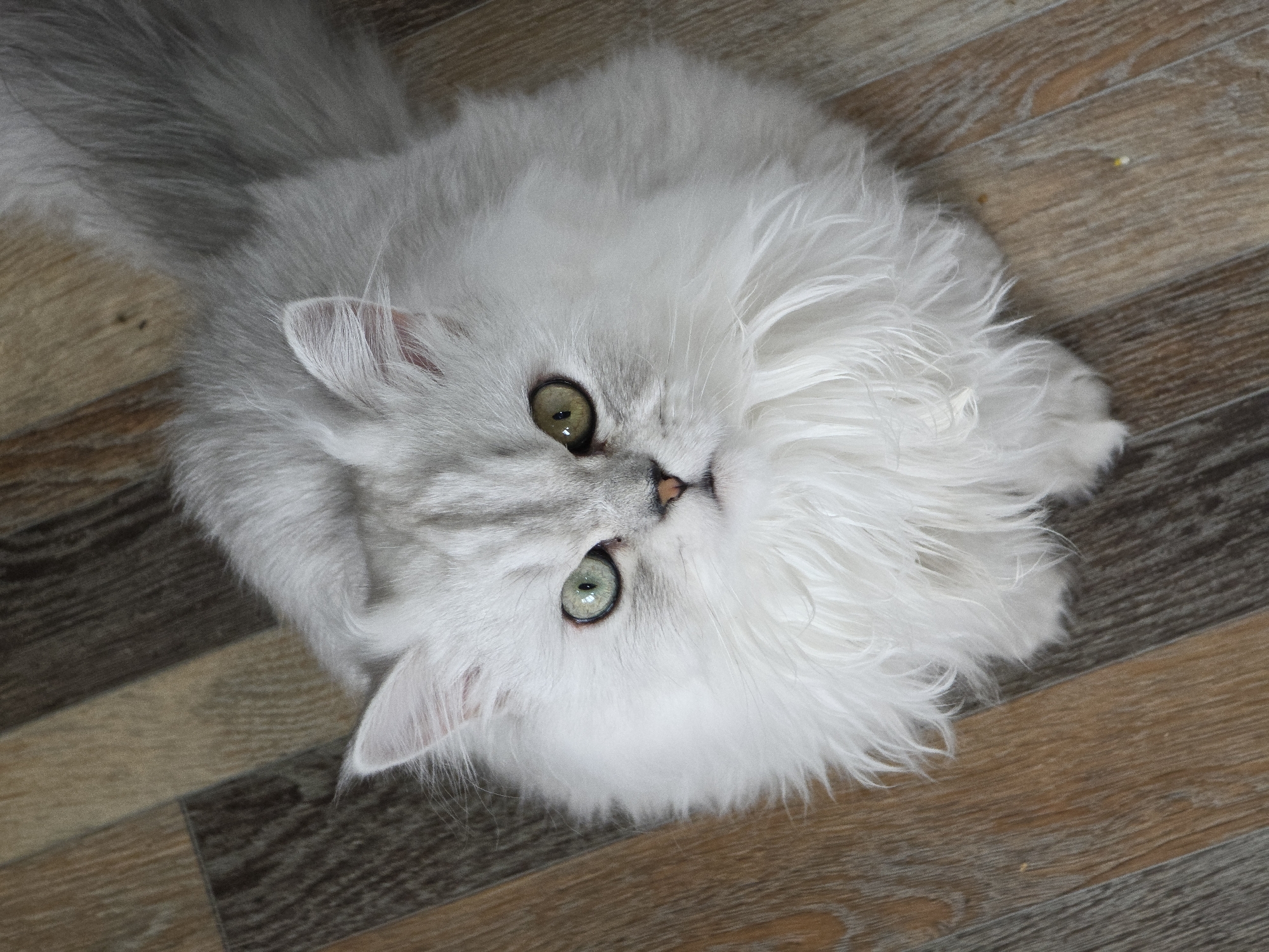 A fluffy, silver Persian cat is lying on a wooden floor, looking up at the camera. The cat has large, expressive green eyes and a long, bushy tail. The floor is made of planks of varying shades of brown and gray, with a wood grain pattern. The lighting is soft and natural, casting subtle shadows. There are no people or other animals visible in the image. There is no identifiable information to connect this image to Novocheboksarsk, Russia.