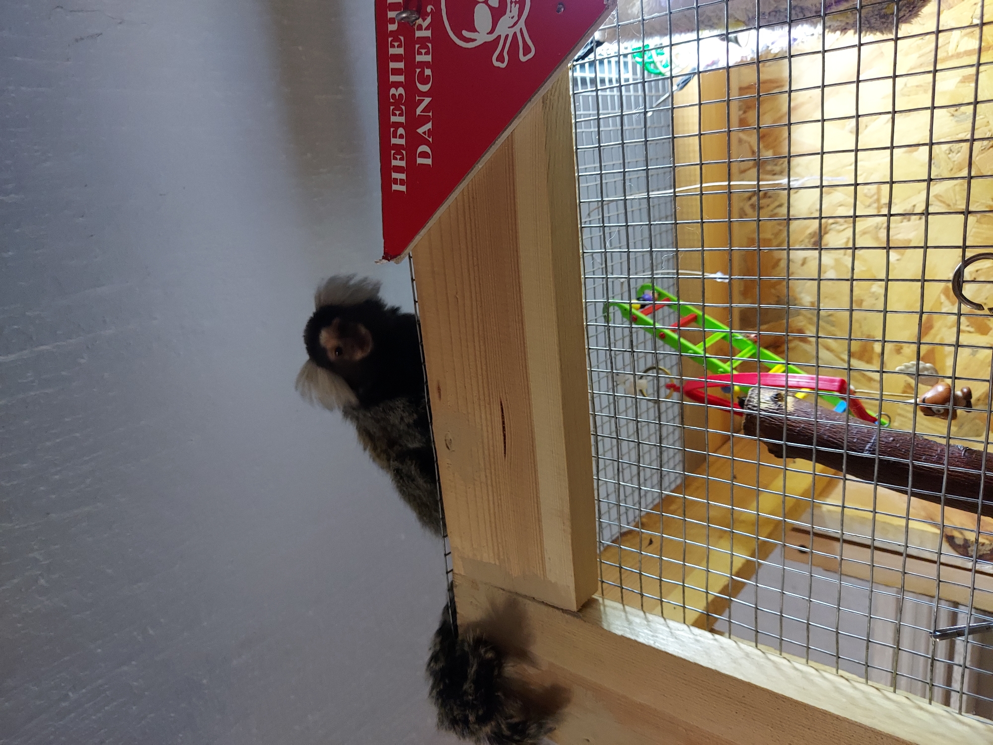 A common marmoset monkey (Callithrix jacchus) is positioned on a horizontal wooden beam within an indoor setting in Unknown, Unknown. The monkey, with dark fur, a dark face, and prominent white ear tufts, faces towards the viewer with its body partially visible. Its long, bushy, dark brown tail extends to the left, hanging over the edge of the wooden beam. Below the monkey and the beam is a wire mesh cage constructed with wooden framing. Inside the cage, various colorful items are discernible, including green and red plastic toys, and a dark, irregular, branch-like object. To the right of the monkey, a red triangular sign with a white border is attached to the wooden structure. The sign displays a white skull and crossbones motif, the word "DANGER," and partially visible Cyrillic text "НЕБЕЗПЕЧ" (likely part of "НЕБЕЗПЕЧНО" meaning 'dangerous'). The background consists of a light gray or white ceiling with subtle texture visible.
