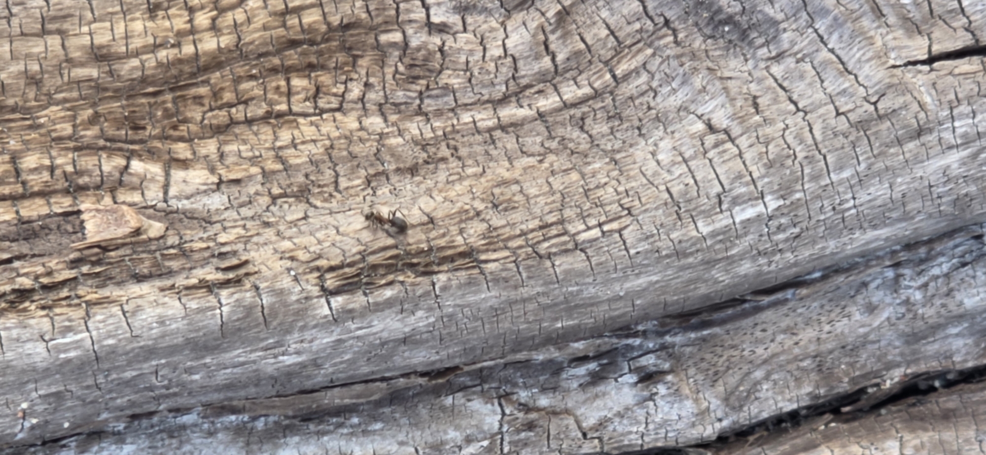 The image shows a close-up, vertical shot of weathered tree bark. The bark is deeply fissured and has a rough, textured surface with a gray and brown color palette. The texture suggests age and exposure to the elements. There is a small insect, possibly a fly, visible on the bark in the upper right quadrant of the image. The background is entirely occupied by the texture of the tree bark, with no discernible environmental features or context, and no indication of any specific location.