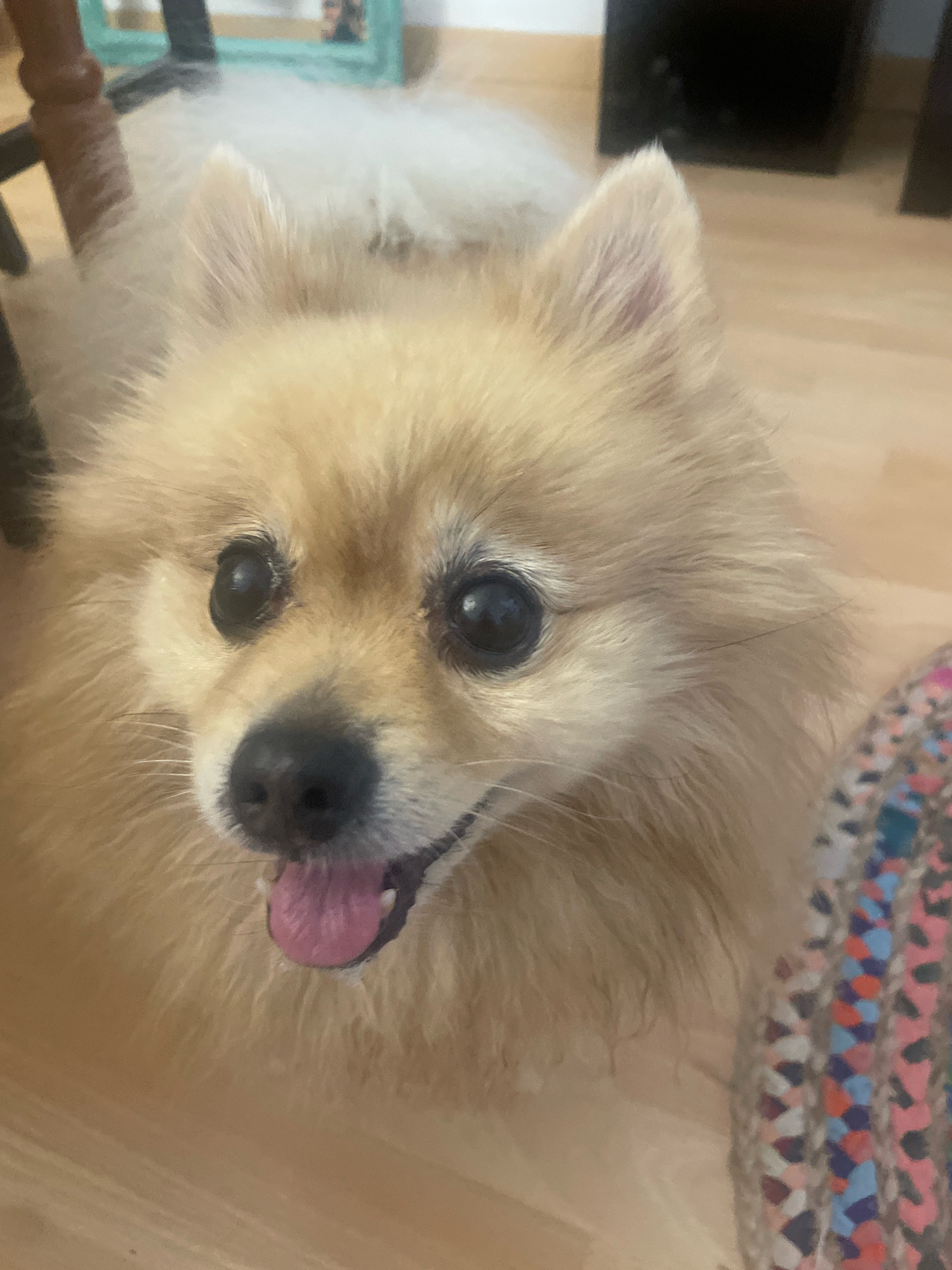 The image shows a close-up, eye-level view of a Pomeranian dog's face. The dog has light brown fur, dark, wide eyes, and a pink tongue hanging out of its mouth. The background is blurred, but appears to be an indoor setting with wooden flooring. To the right, a colorful woven fabric is partially visible. The dog is looking directly at the camera. The image was taken in Atarfe, Spain.