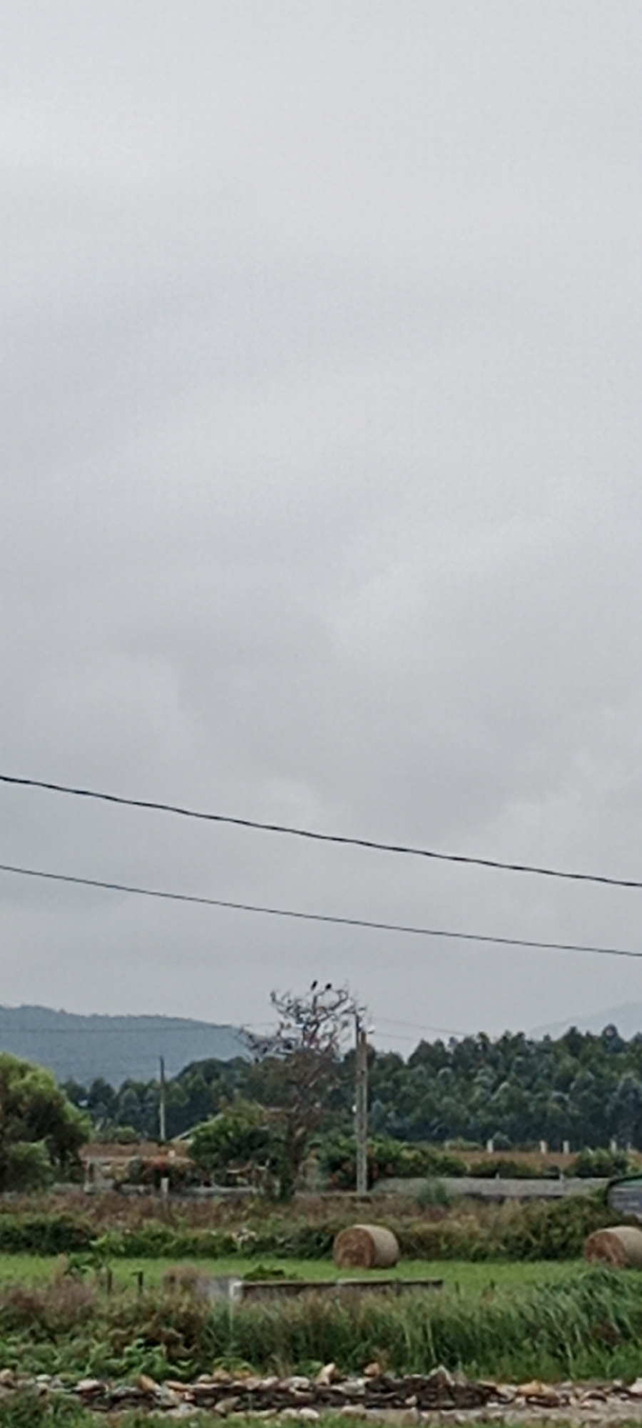 The image depicts a rural landscape under a cloudy sky. In the foreground, there is a grassy field with some scattered rocks and foliage. Two round hay bales are visible in the middle ground, one on the left and another on the right. A few trees and some vegetation are present, with a lone tree with several birds perched on its branches. A power pole stands to the right of the tree. In the background, a dense forest stretches across rolling hills. The scene appears to be located in Reinante-praia, Spain, given the context provided.