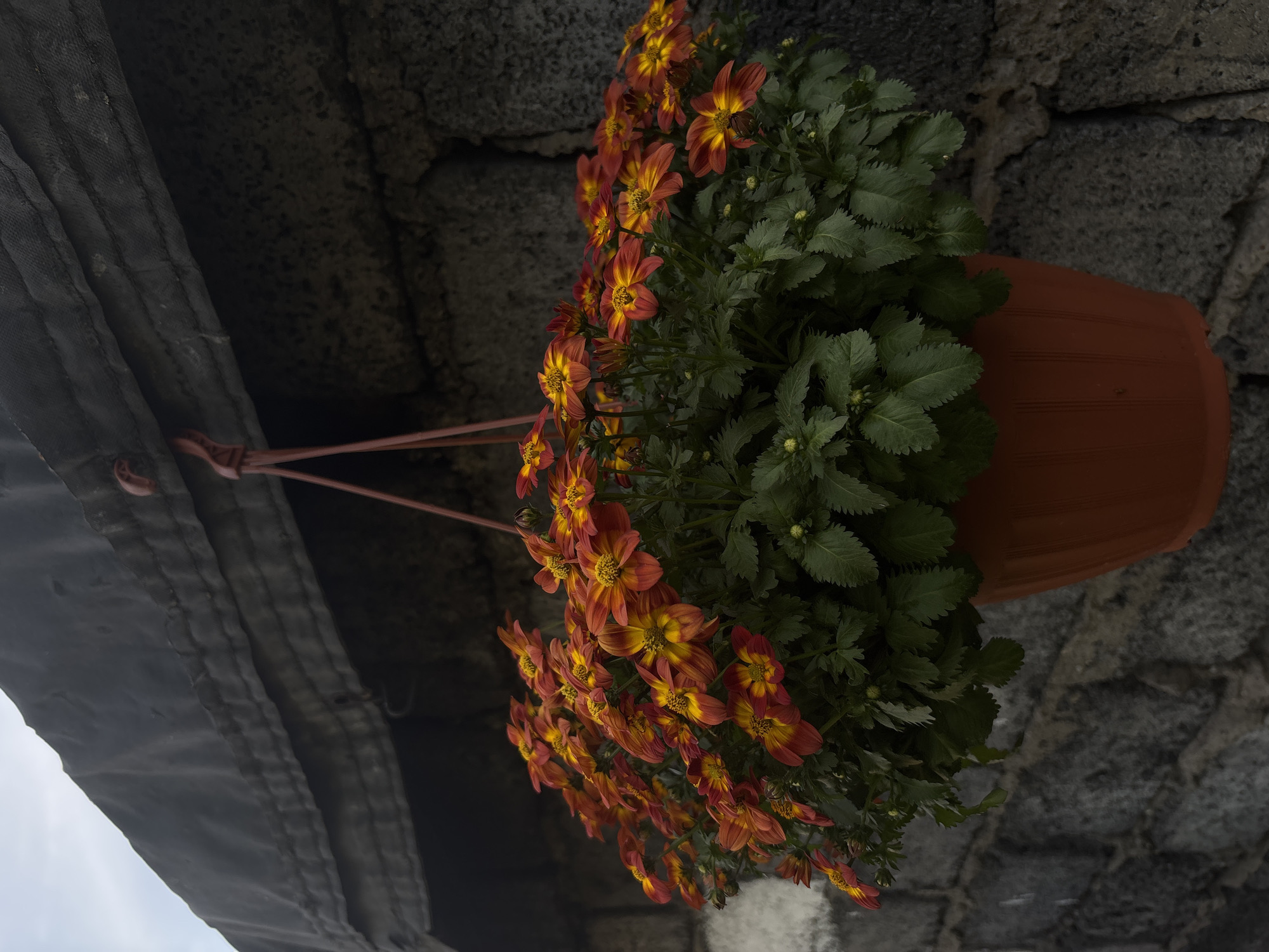 A hanging pot of vibrant orange and yellow flowers, likely Bidens ferulifolia, is suspended against a dark, textured stone wall. The pot, made of reddish-brown plastic, has vertical ribbed detailing and is hung by a reddish cord. Above the pot, a dark gray tarp is stretched taut, possibly serving as a roof or covering, with its edge casting a shadow. The lighting suggests it is daytime, though the sky is mostly obscured by the tarp and the overall atmosphere is somewhat dim, highlighting the bright colors of the flowers. The image does not contain any people or visible signs indicating its location within Vishnevka, Russia.
