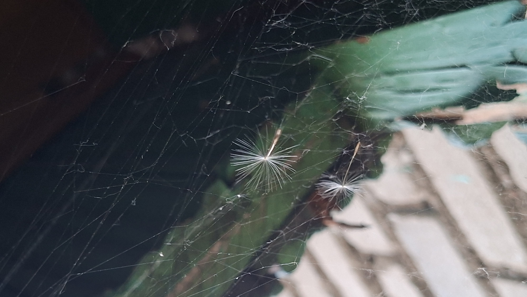 The image provides a close-up, shallow depth-of-field view of a spiderweb, intricately woven and stretching across the frame. The main subjects are the delicate white strands of the web, which appear slightly wet or reflective in places.
Two dandelion seeds, specifically their feathery pappus structures, are prominently caught within the web. The most distinct seed is situated slightly to the left of the image's center, displaying its fine, radiating bristles in sharp focus. Another, less distinct seed is partially visible towards the right side of the frame, also entangled in the sticky threads.
The background is heavily out of focus, creating a soft, blurred effect that emphasizes the foreground. Dark green hues are visible in the upper-left and mid-left areas, suggesting foliage or plant life behind the web. Towards the right and bottom, lighter, weathered beige and brown tones hint at a background structure, possibly wood or a wall. The setting is outdoors, indicative of a natural or semi-natural environment in Забалоцкі сельскі Савет, Belarus.
The lighting is soft and diffused, without strong shadows, making it difficult to determine the exact time of day, though it is clearly daylight. There are no human figures, animals (besides the implied spider), or visible text in the image. The scene captures a quiet moment of nature, highlighting the interplay between the spider's engineering and the natural dispersal of seeds.