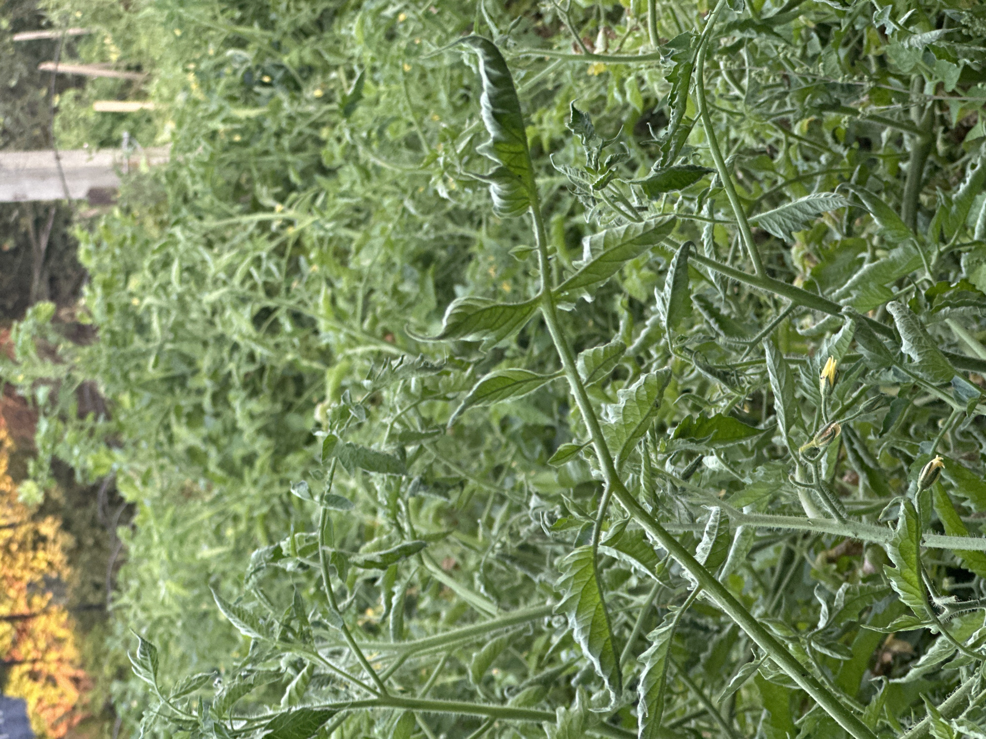The image shows a dense field of green tomato plants. The plants are lush and overgrown, with many leaves and stems visible. Some small yellow flowers are also present on the plants. In the background, there are hints of trees with autumn foliage, suggesting the photo was taken in the fall. There is also a concrete post and some wooden stakes visible, indicating a cultivated area. The lighting suggests it is daytime. The scene is located in the city of Tobyl, Kazakhstan.