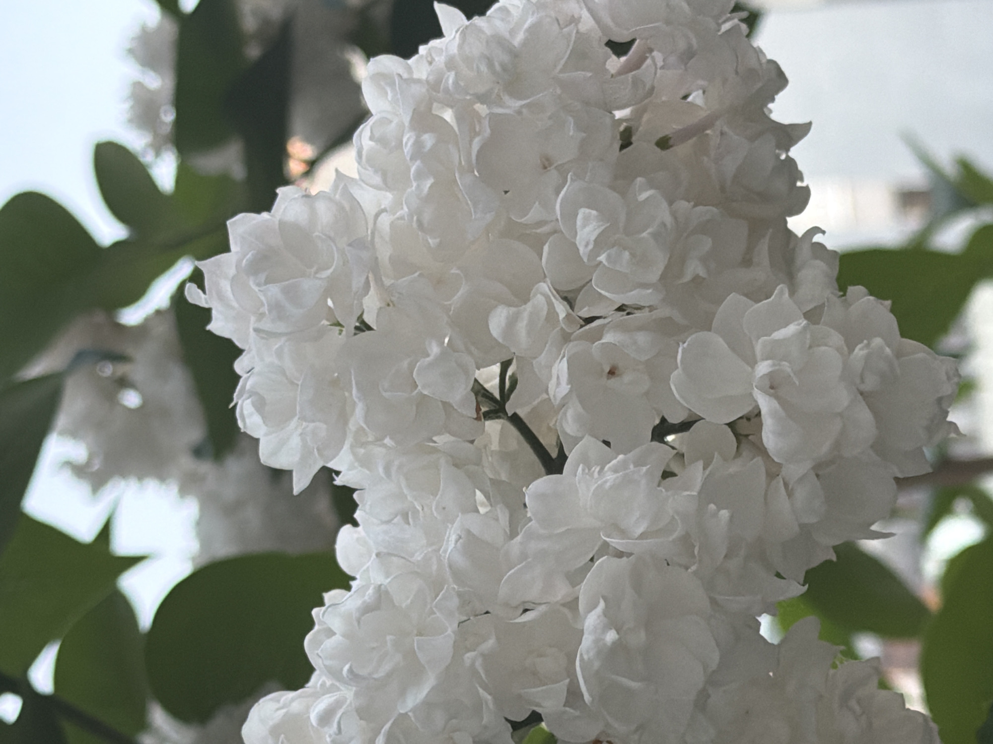 The image presents a close-up, vertical composition centered on a dense cluster of white lilac flowers. The flowers are in sharp focus, revealing numerous small, ruffled petals forming a textured surface across the central and lower portions of the frame. Subtle shadows and highlights on the petals indicate natural overhead lighting. In the blurred background, dark green foliage, possibly large leaves, is discernible, particularly in the upper left. Above and through the foliage, a bright, out-of-focus light area suggests an open sky or distant light source, with indistinct, light-colored shapes that may represent blurred architectural elements. No people or specific man-made objects are clearly identifiable within the background beyond the generalized forms. The scene is situated in the city of Saint Petersburg, Russia.