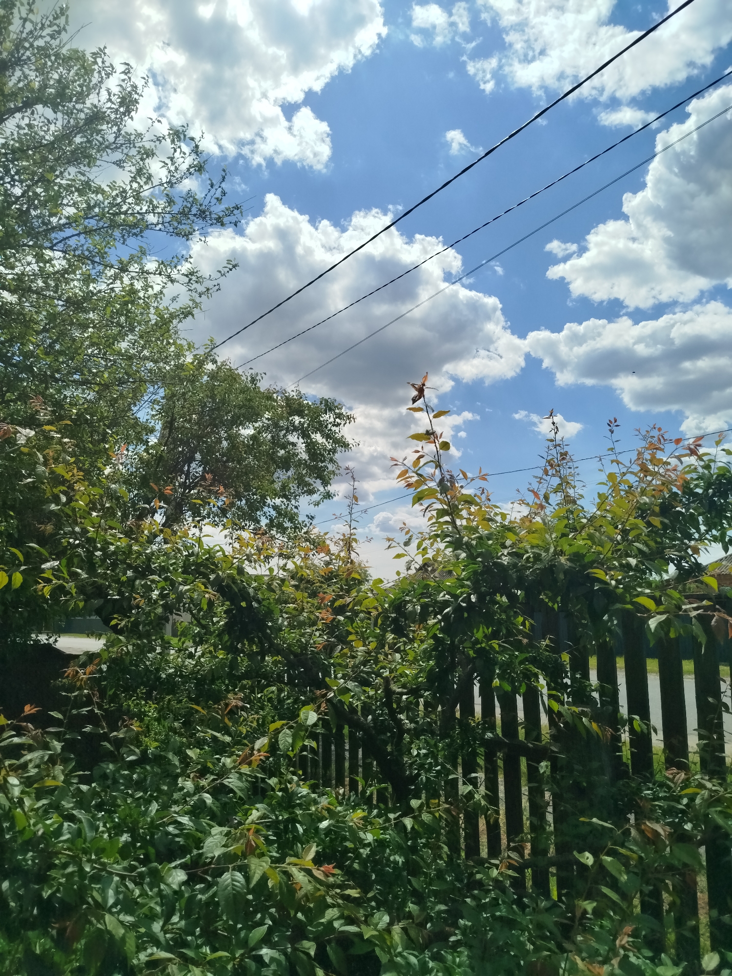 The image captures an outdoor scene dominated by natural elements under a bright, partly cloudy sky. The lower half of the frame is filled with lush, dense green foliage, primarily bushes with some new growth showing reddish-brown leaves. These bushes appear to be growing alongside and partly over a dark wooden picket fence, which is visible vertically in the lower right and stretching across the midground.
Behind the foreground foliage, a large, mature tree with dark green leaves is prominent on the left side, extending upwards. Another tree is visible further back in the midground.
The upper half of the image showcases a clear, bright blue sky adorned with numerous fluffy white cumulus clouds. The sunlight is strong, indicating a daytime scene with good weather. Two dark power lines stretch diagonally across the upper right portion of the sky, adding an element of human infrastructure to the natural landscape.
The scene suggests a rural or suburban setting, likely a garden or yard boundary in Ustyvytsia, Ukraine. There are no people or specific activities depicted. The overall impression is one of a peaceful, sunny day. No visible text is present in the image.