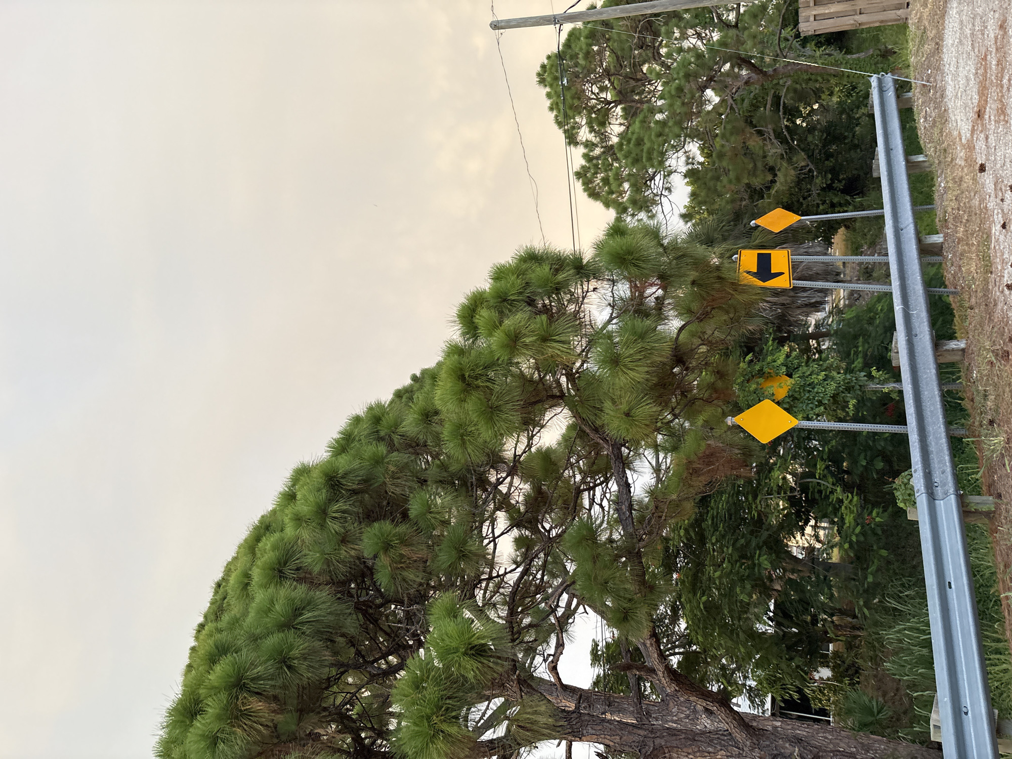 In South Venice, Florida, a low-angle, wide shot captures a roadside scene with a large pine tree dominating the left side, its needles extending upwards and to the right against a pale, overcast sky. The tree's branches create a dense canopy. In the mid-ground, several road signs are visible. A diamond-shaped yellow sign is placed near the foreground, followed by a yellow rectangular sign with a black left-pointing arrow, and another diamond-shaped yellow sign further to the right. Behind the signs, a dense collection of green foliage, including palm fronds and leafy trees, forms the background. A gray metal guardrail runs horizontally across the lower part of the image, supported by wooden posts. To the right of the foliage, a wooden fence is partially visible, and a utility pole with wires extends upwards into the sky. The ground in the foreground is a mix of dirt and sparse dry grass, with a few pine cones scattered on the surface. The overall lighting suggests it is late afternoon or early morning.