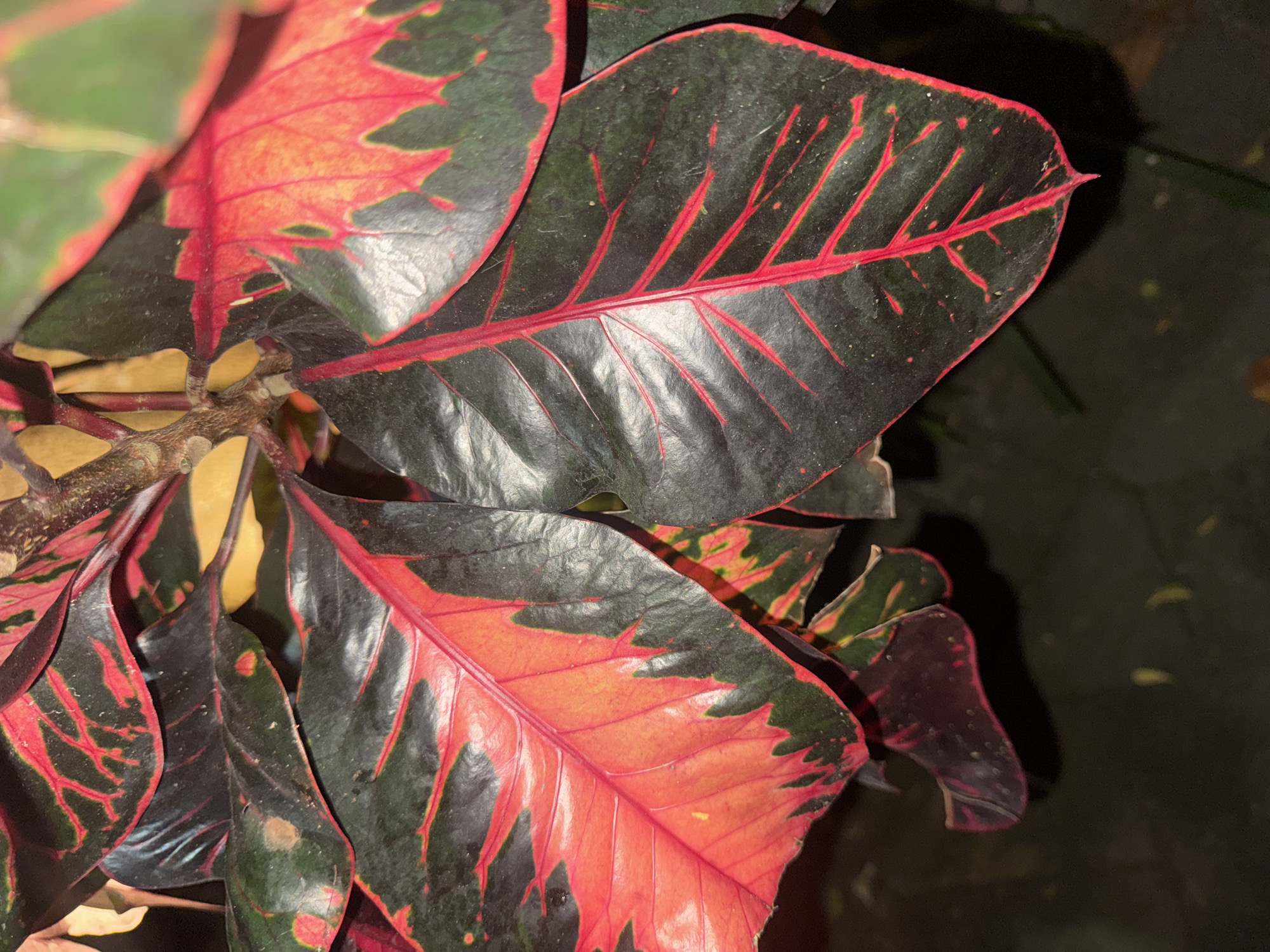 The image is a close-up, high-angle shot of a Croton plant. The leaves are a striking combination of deep green and vibrant red, with red veins running through them. Some leaves are predominantly red with dark green edges and speckles, while others are mostly dark green with red accents. The lighting suggests it may be evening or indoors, as the background is dark and out of focus. The plant appears healthy and is likely a decorative element in a home or garden. The image does not contain any information to suggest its location in Kuta Selatan, Indonesia.