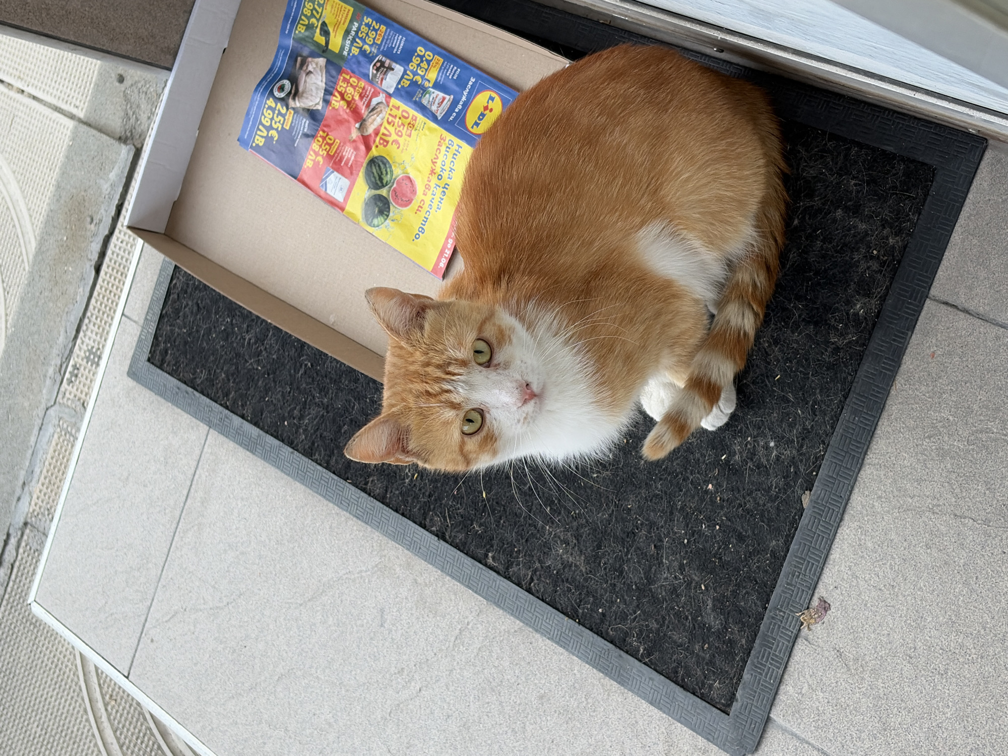 A ginger and white cat sits in a cardboard box with a Lidl flyer on the bottom. The box is placed on a black doormat, which is on a tiled surface outside. The cat is looking at the camera with its head tilted slightly. The flyer has various products and prices listed. The environment appears to be an outdoor walkway or entrance area.