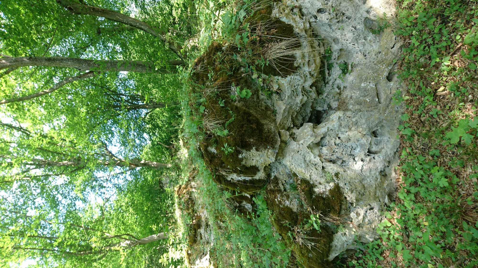 This is a medium shot, landscape-oriented photograph taken in a forest setting. The scene is dominated by a large, weathered rock formation on the right side of the frame, covered in patches of moss and dry grass. The rock has an irregular, pitted surface with several small holes and crevices, suggesting it may be porous or eroded. To the left of the rock, a dense canopy of green trees with bright foliage stretches upwards, their branches reaching towards the sky. The lighting suggests it is daytime, with sunlight filtering through the leaves, creating dappled shadows on the ground and rock.
The ground on the right side of the image is covered with a mixture of dry leaves and low-lying green plants, indicating a natural forest floor. The overall impression is one of a secluded, natural environment, possibly a wooded area or hillside. The camera is positioned at a low to medium angle, looking slightly upwards towards the trees and the top of the rock. There is no visible text in the image. The photograph appears to capture a quiet, serene moment in nature, with no people or animals present, and no specific activity taking place. The lush greenery and the natural textures of the rock and forest floor are prominent features.