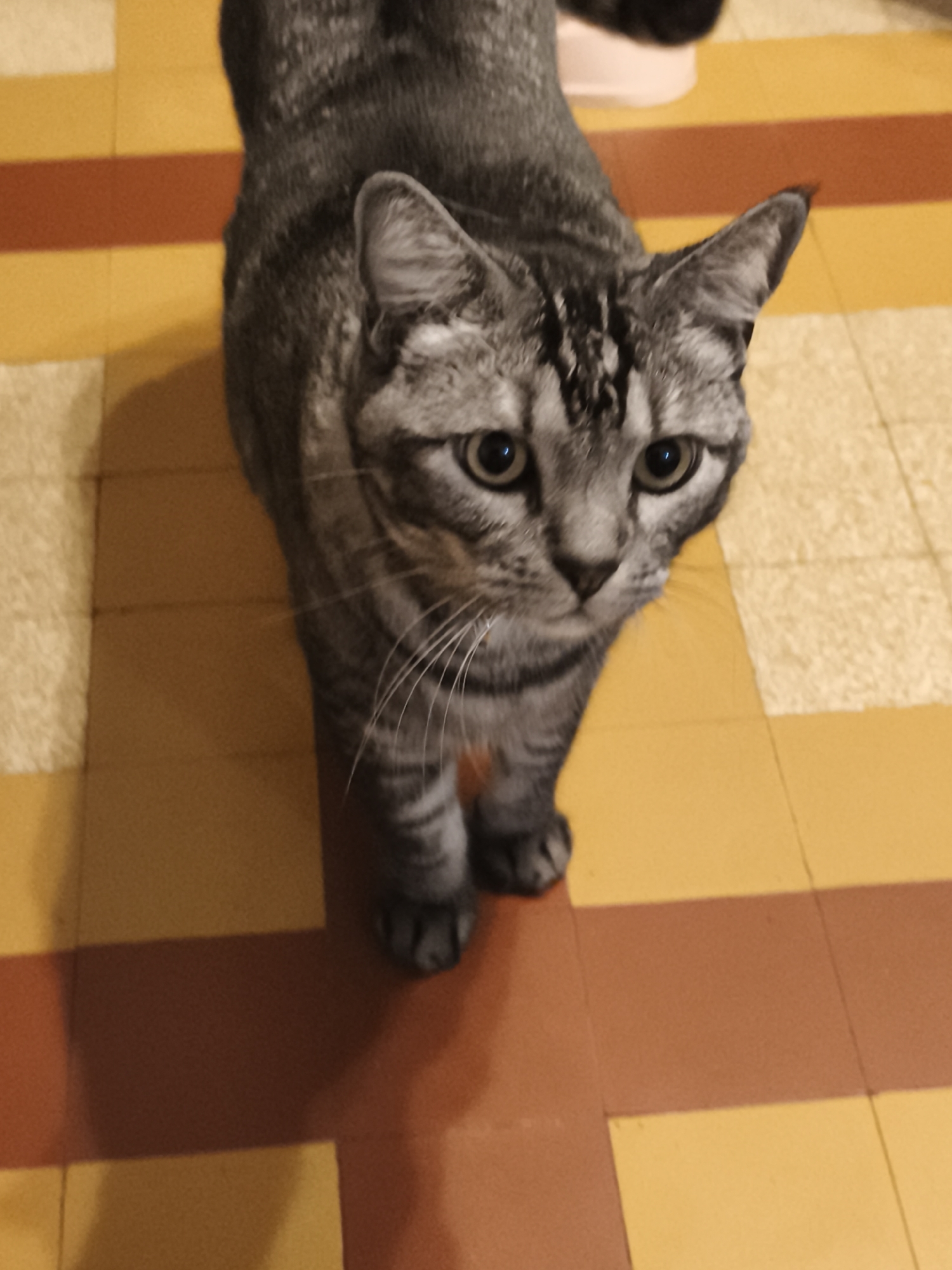 A gray and black tabby cat stands on a floor with orange and yellow tiles. The cat is facing the camera, with its head tilted slightly. Its eyes are wide and its whiskers are long. The cat's fur is short and sleek, and it has black stripes on its back and tail. The floor tiles are arranged in a checkerboard pattern, with alternating orange and yellow squares. The lighting in the image is dim, casting shadows on the floor. The scene appears to be indoors, likely in a home or apartment. There is no indication of the specific location within Saint-Denis, France.