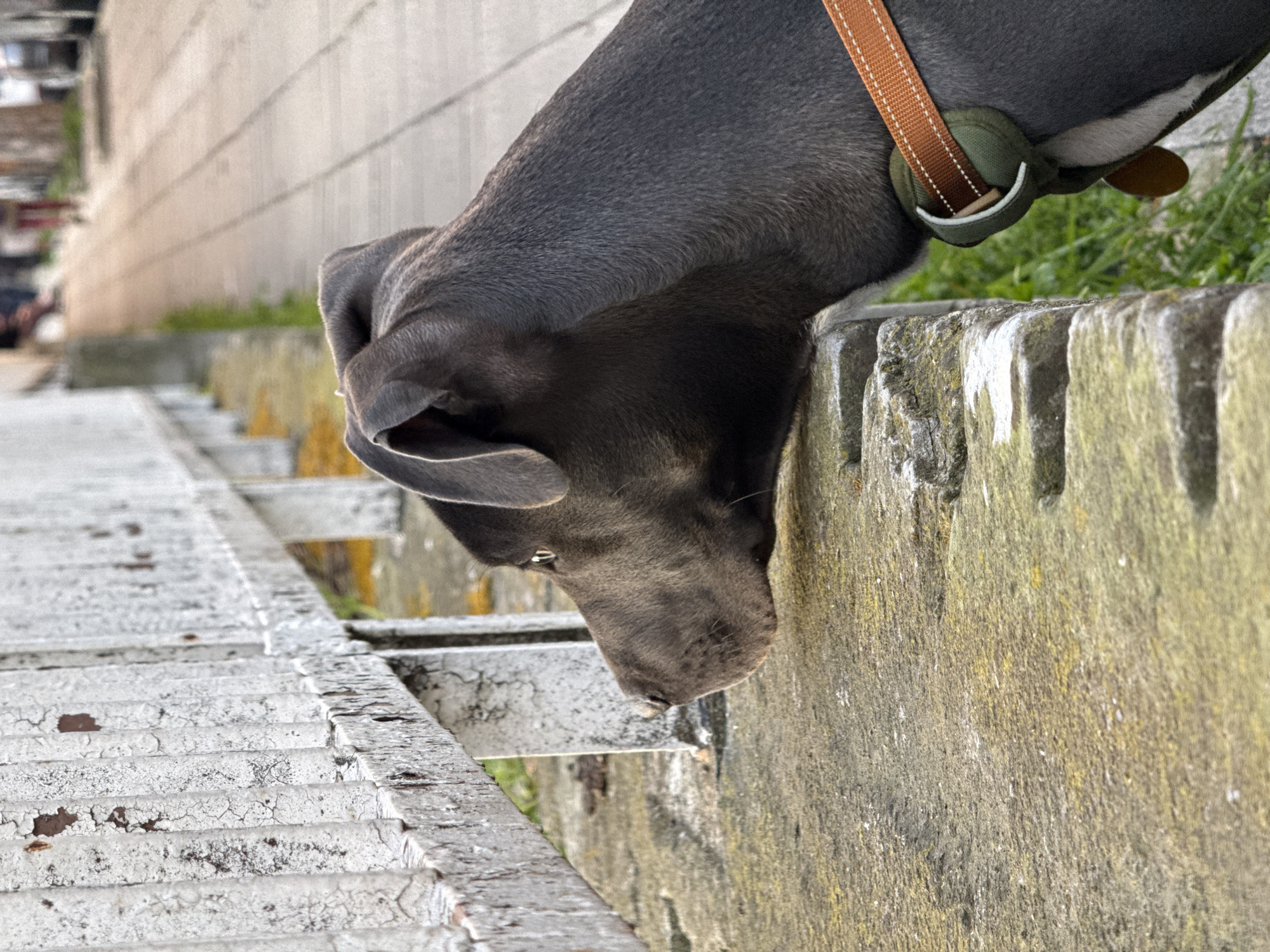 A close-up shot depicts a grey-blue colored dog with a brown and green collar peering over a stone wall in what appears to be a city setting. The dog's head is tilted downwards, its nose close to a white, grated surface that shows signs of wear and tear. The stone wall shows signs of aging, with some moss or lichen growing on it. In the background, there's a glimpse of urban life, suggesting the location is likely an urban area. Given the request for location, it is most likely Varna, Bulgaria.
