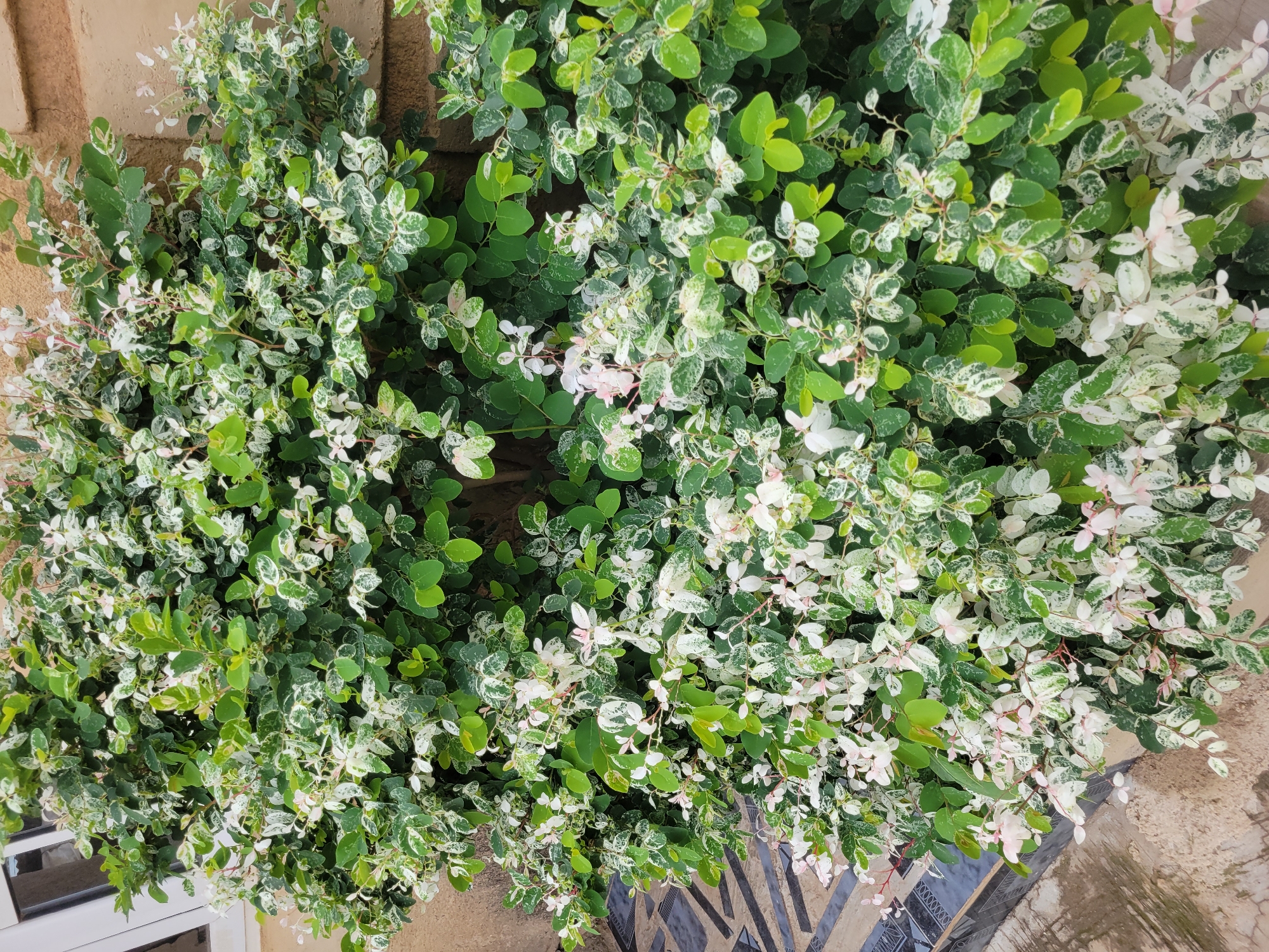 The image shows a dense shrub with green and white variegated leaves, possibly a snowbush, growing near a building in Unknown, Unknown. The shrub is positioned against a wall, partially obscuring a window and some decorative tilework. The leaves are a mix of solid green and variegated green and white, giving the plant a full, lush appearance. Some small, pale pink flowers are visible amongst the foliage. The building's exterior is a light tan color, and the tiles feature a geometric pattern.