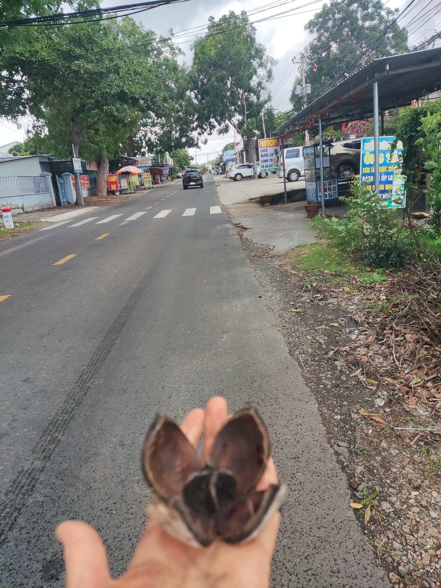 The image captures a roadside scene, likely in a semi-urban or rural area of Vietnam, under an overcast sky. In the foreground, a hand, slightly out of focus, holds an open, dried, brown seed pod or fruit casing, positioned over the asphalt road.
The asphalt road features yellow dashed lines marking the center and white crosswalk stripes. Tire marks are visible on the road surface. On the left side of the road, there's a white and red marker post with "H3 19 44" printed on it. Further down, several buildings with corrugated metal roofs and green trees line the street. Small businesses are visible, including one with an orange umbrella and a sign reading "LUẬT SƯ" (Lawyer). Another sign advertises "CAFÉ," "NƯỚC ÉP," "SINH TỐ," and "ĐỒ ĂN VẶT" (Coffee, Juice, Smoothie, Snacks) with a phone number "DT: 093 8086 178". A dark-colored SUV is seen driving away in the distance.
On the right side of the road, a dirt and gravel shoulder, scattered with dry leaves and small plants, separates the road from a row of informal businesses operating under a long, low corrugated metal awning. Parked vehicles, including a white van and a brown SUV, are visible under the awning. Overhead, power lines crisscross the sky. Prominent signs indicate "PHOTOCOPY" and food offerings such as "CƠM TẤM SƯỜN MỠ" (Broken rice with fatty pork ribs), "BÁNH LỌP LÁ," and "TRÀ ĐƯỜNG MẠI." The overall scene depicts a typical busy roadside environment with local commerce in Vietnam.