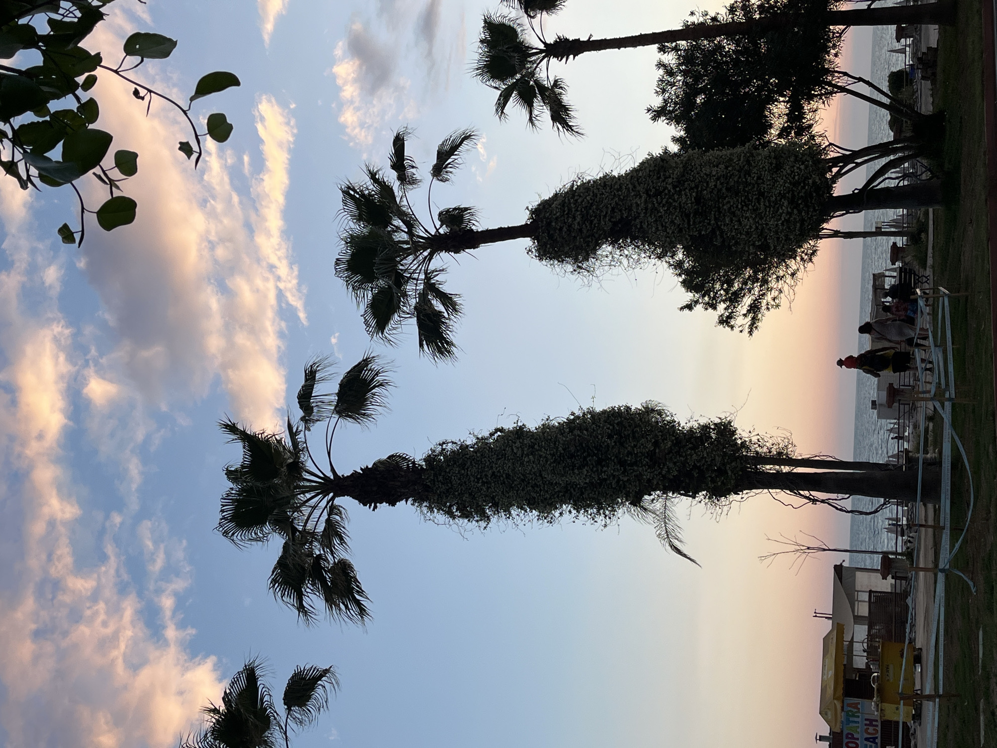 This photograph, taken in Alanya, Turkey, shows a view of a beachfront at dusk. The image is oriented with the sky occupying the majority of the frame. The sky exhibits a gradient of colors, ranging from blue to pale pink and peach tones. Several palm trees are visible, some of which have thick vines or foliage covering a portion of their trunks. The silhouettes of other trees are present along the horizon. On the right side of the frame, hints of a beach setting are visible, including a few figures of people and possibly some structures. A sign with the words "opatra Beach" is somewhat visible on the bottom right corner.