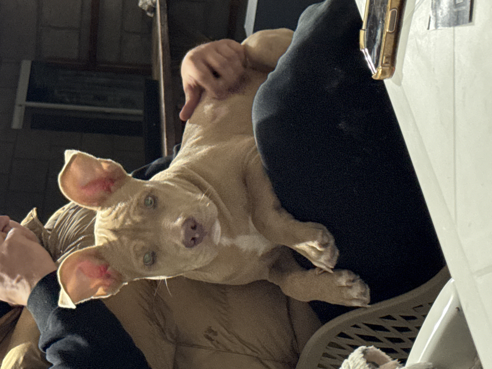 A tan puppy is being held. A person is wearing black pants and stroking the puppy. A white object with a gold-colored phone is to the right. The location and time is not specified.