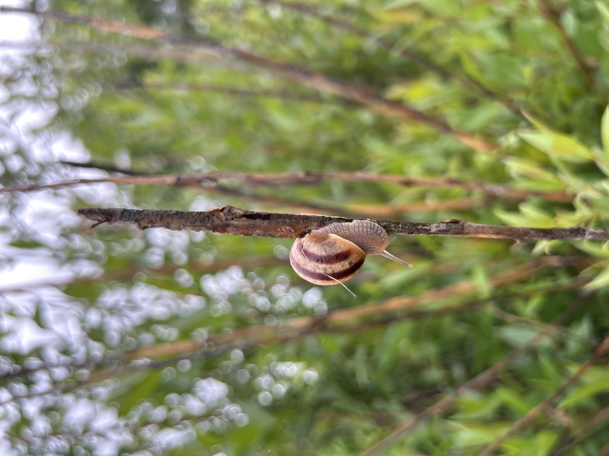 A snail is on a branch against a background of blurred foliage. The shell is light brown with dark brown spiral bands. The snail's body is a light brown-gray color.
