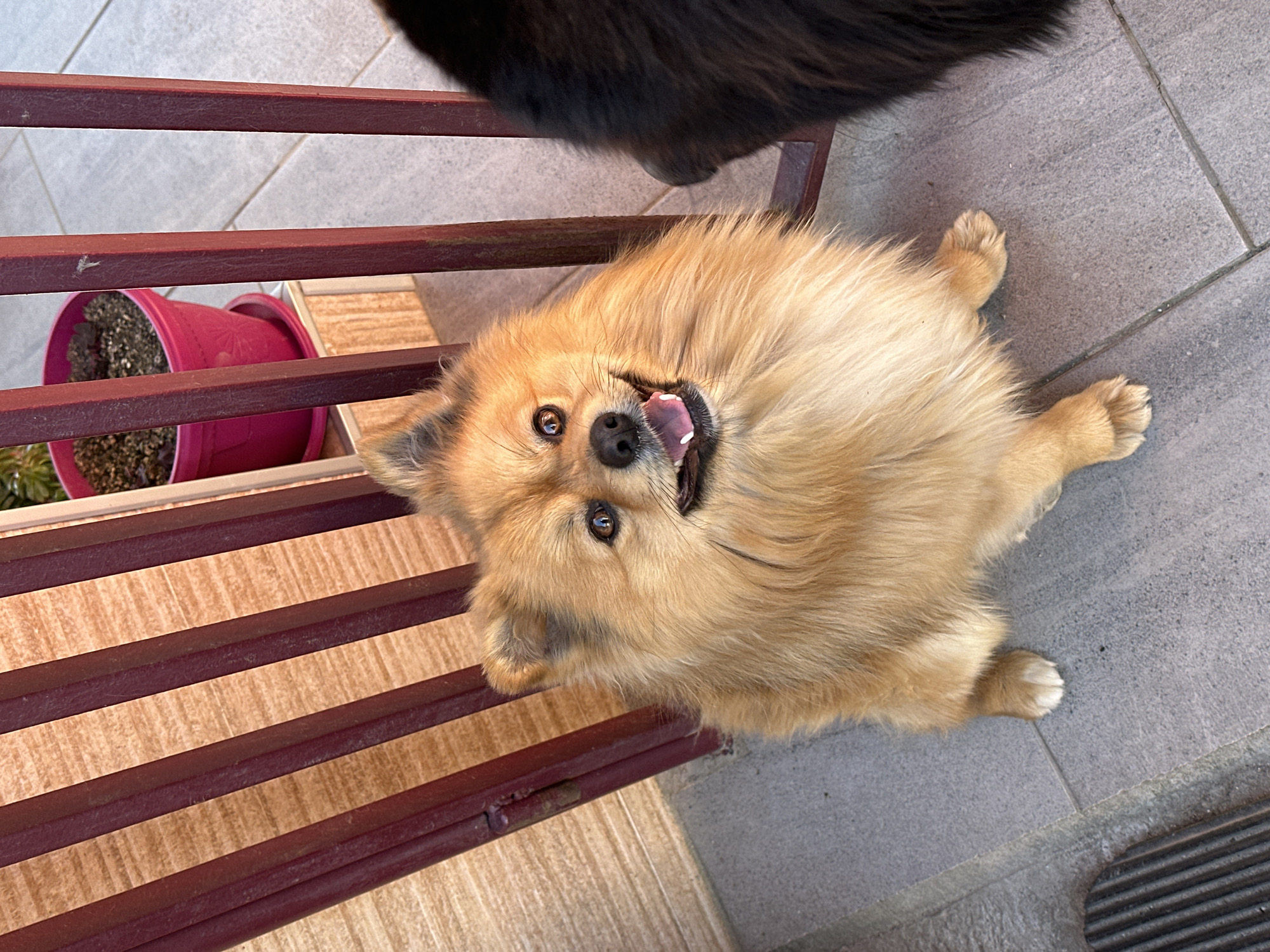 A medium-shot, high-angle photograph depicts a brown and tan, fluffy dog laying on its back on a gray tile surface. The dog's mouth is open, tongue visible, and eyes looking upwards. Part of another, larger black dog is visible at the top center of the frame. To the left of the dog is a maroon-colored metal railing. Behind the railing is a wooden structure with maroon stripes. A pink flower pot containing soil and plant matter is visible to the left of the railing. The location may be Manole, Bulgaria, as implied in the instructions.