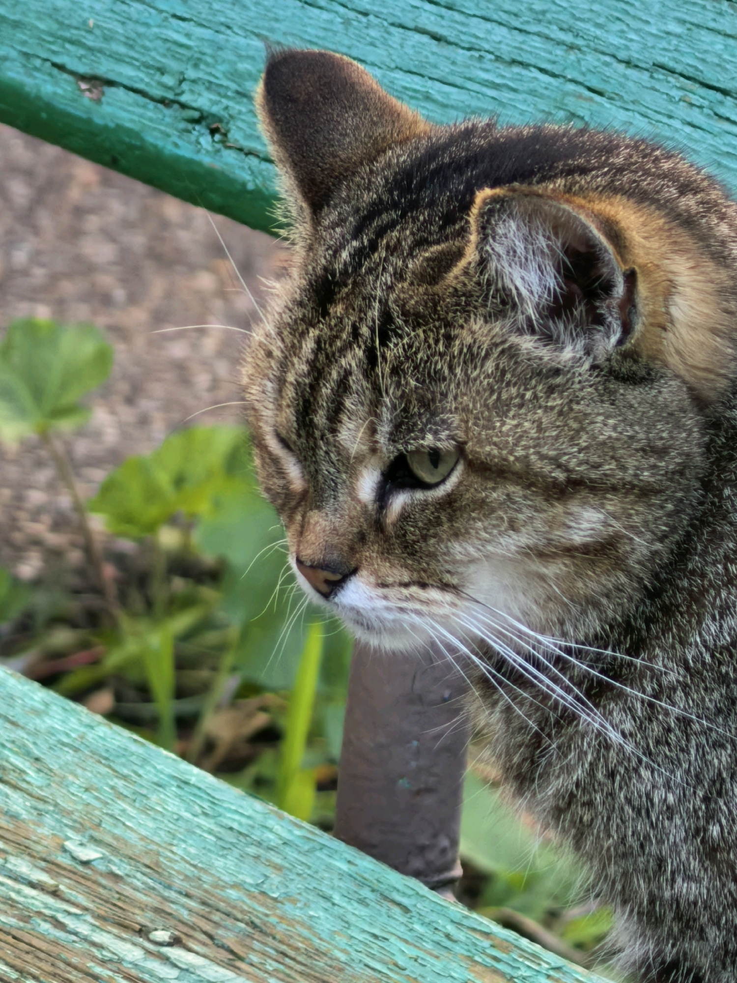 A close-up, profile view captures a tabby cat with green eyes and distinctive markings, including white whiskers. The cat is positioned on a weathered, teal-painted wooden surface, which appears to be a bench or railing. The background is blurred, showing green foliage and a textured, possibly concrete, surface. The overall scene suggests an outdoor setting, potentially in a park or garden. The provided hints show magnified details of the cat's fur, ear, and the wooden surface, as well as the surrounding vegetation. There is no indication of the specific location within Sterlitamak, Russia.