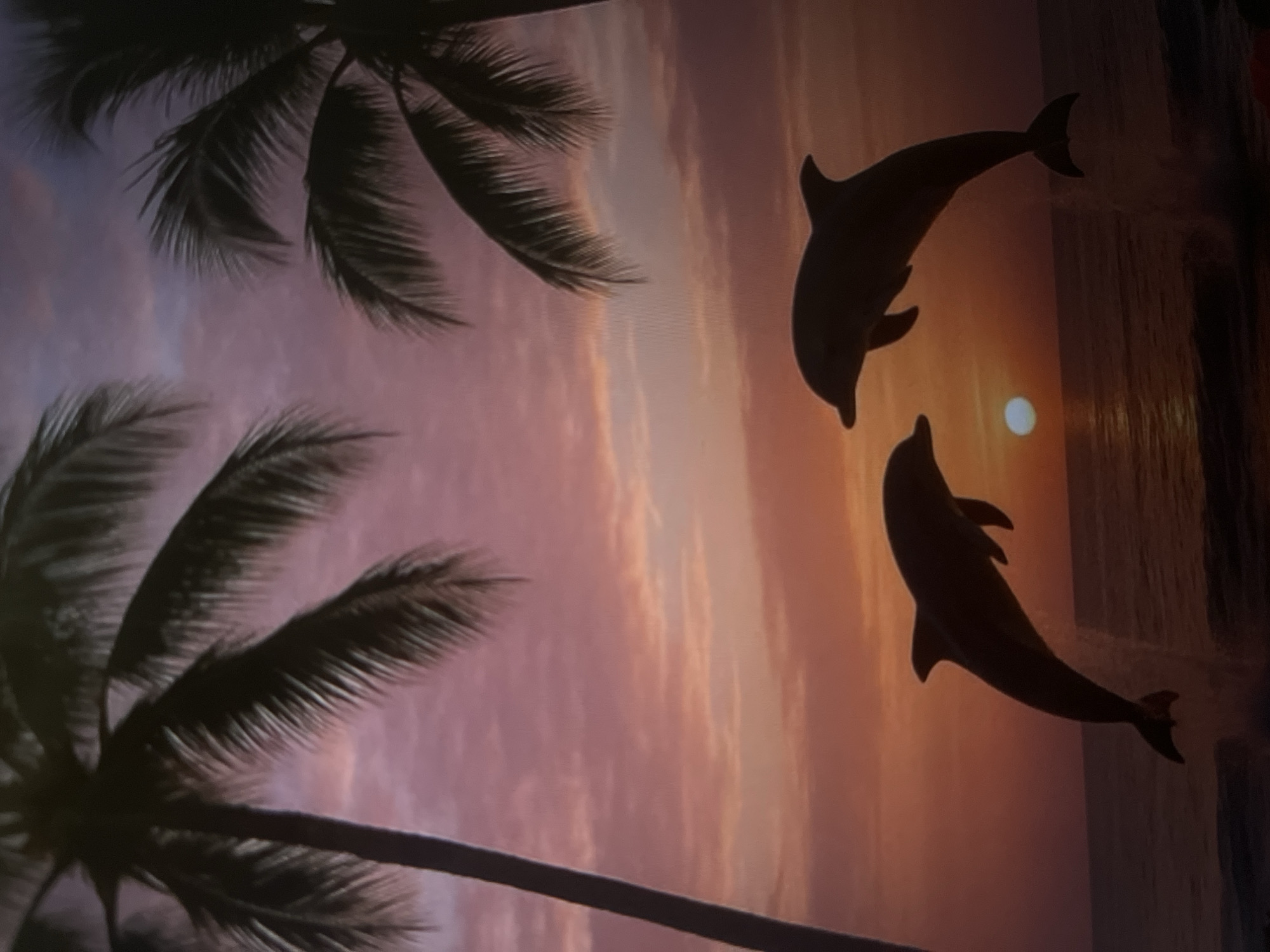A low-angle, vertical shot captures a dramatic sunset over the ocean, silhouetting two dolphins leaping out of the water. The sky is a gradient of vibrant pinks and oranges, with wispy clouds scattered throughout. Two palm trees, their fronds dark against the colorful sky, frame the scene from the left and right sides of the image. The sun is a small, bright orb just above the horizon, casting a subtle reflection on the rippling water. The dolphins appear to be interacting, with one in the foreground facing left and the other, slightly behind and higher, facing right. The overall impression is one of tropical tranquility and natural beauty.
