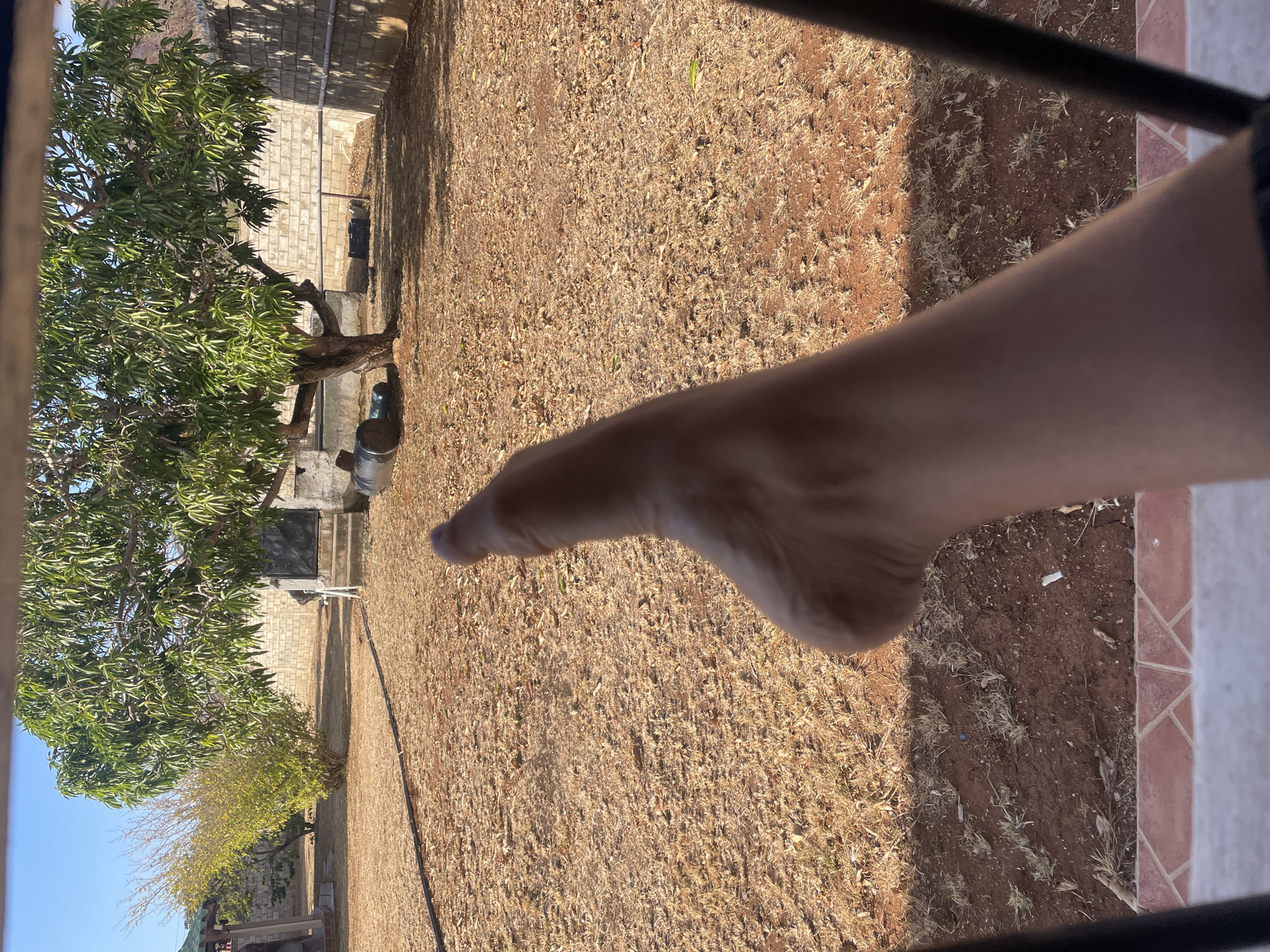 The image captures a sunlit backyard scene in Pedro González, Venezuela, viewed from a slightly elevated position, possibly from a window or patio. In the immediate foreground, a bare human foot and lower leg are visible on the right, partially obstructing the view. Dark bars, likely part of a railing or window frame, are present along the top and bottom edges of the frame, with reddish-brown patterned tiles visible on the far right.
The backyard ground is mostly dry, reddish-brown earth with sparse, dried grass and scattered patches of light green foliage, suggesting a dry climate or season. Prominent shadows are cast across the yard, indicating bright, direct sunlight.
A large, mature tree with abundant green leaves, consistent with a mango tree, stands prominently on the left side of the yard. Near its base, some metallic containers or equipment are visible. Further back, a light-colored cinder block wall runs horizontally across the mid-ground. Behind this wall, to the left, a small building or shed with a dark, rectangular opening is partially visible. Another smaller tree with yellowish-green leaves is located to the right of the large tree, in front of the wall. Dark hoses or pipes are seen lying on the ground and running along the wall.
The scene portrays a typical sunny, outdoor environment in a tropical or subtropical region. No specific activity is depicted other than the observational perspective. No visible text is present.