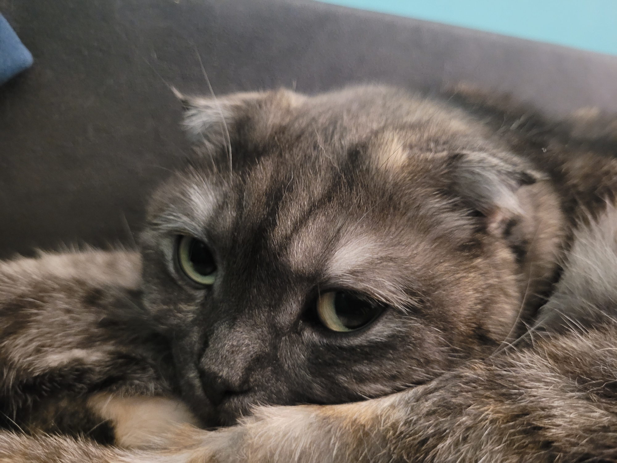 A close-up shot features a gray tabby cat with green eyes. The cat is lying down, with its head resting on its paws. The background is a dark gray color. There is no indication of this photo being taken in Izhevsk, Russia.