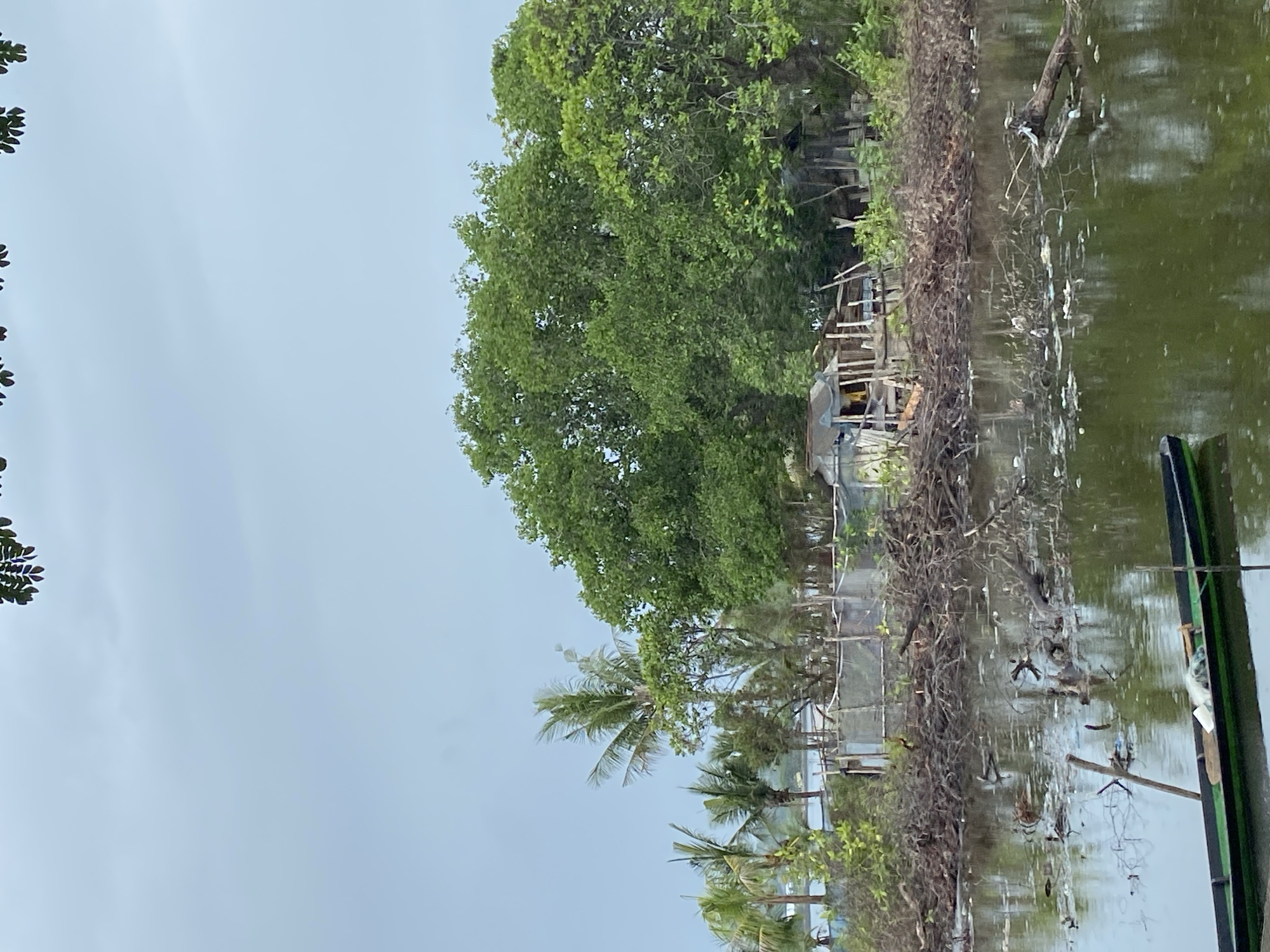 This image captures a serene yet environmentally impacted waterway, likely a river or canal, in Lhokseumawe, Indonesia. The sky, light grey and uniformly overcast, dominates the upper part of the frame, suggesting a cloudy day.
The body of water occupies the lower and central portions of the scene, exhibiting a murky green hue. Its surface reflects the subdued light from the sky and the surrounding foliage. A significant amount of litter, including plastic bags, bottles, and various debris, is visible floating in the water, especially concentrated near the banks and tangled within submerged branches.
Along the left bank, dense, vibrant green trees with thick canopies thrive, indicative of a tropical or subtropical climate. Several palm trees are interspersed among the broader vegetation. Peeking through the trees and situated along the bank are rudimentary, wooden structures, possibly small dwellings or shacks, which appear somewhat weathered and rustic. These structures suggest human presence and settlement bordering the water.
On the far right, a segment of a dark-colored boat, possibly green and black, is partially visible, with its reflection mirrored in the water. The banks are lined with entangled branches and natural debris, which also contribute to trapping the floating trash.
No people or explicit activities are depicted, presenting a quiet, static landscape. The scene offers a stark contrast between the natural lushness of the vegetation and the noticeable environmental pollution in the water, hinting at local conditions and human interaction with the ecosystem. No visible text is present in the image.