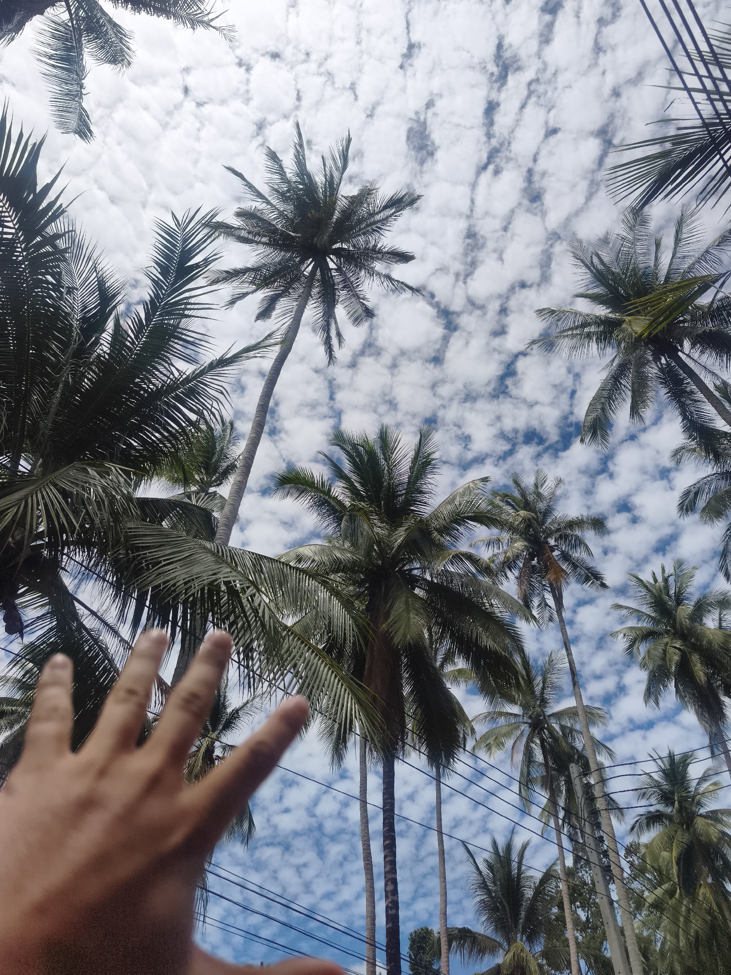 The image shows a perspective from below, looking up at a sky filled with scattered white clouds against a bright blue sky. Numerous palm trees, characteristic of a tropical location, dominate the frame, with their fronds extending upwards and outwards. In the foreground, a person's hand, with fingers splayed, is positioned in the lower left corner, partially obscuring the view of some of the palm trees. Electrical wires are visible crisscrossing between some of the palm trees and utility poles, suggesting an inhabited or developed area within a tropical environment, likely the city of Ko Samui District, Thailand, given the prevalence of such flora and infrastructure in that region. The lighting suggests it is daytime.
