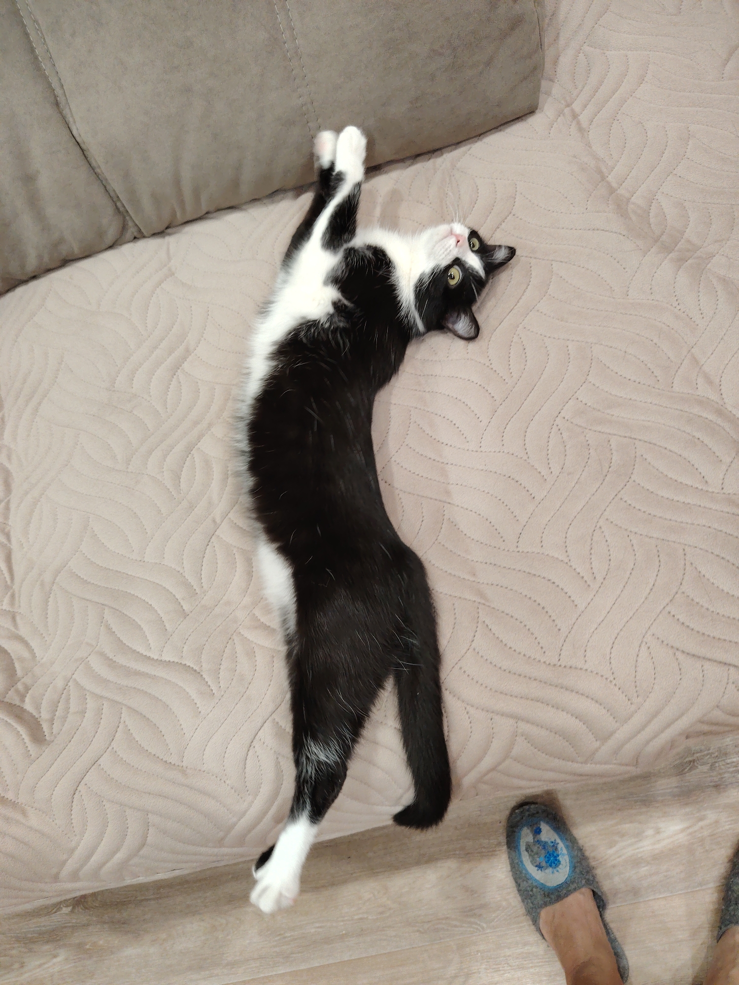 An overhead shot captures a black and white cat stretched out on its back on a light-colored sofa. The cat is predominantly black with white fur on its chest, belly, all four paws, and parts of its face, including its chin and muzzle. Its front paws are extended upwards, and its back paws are also stretched out, giving the impression of a long, relaxed posture. The cat's head is tilted slightly, and it looks upwards and to its right with bright green eyes.
The sofa is covered with a quilted blanket or cover in a light beige or tan color, featuring a distinct wavy, looping pattern. Behind the cat's head, a part of the sofa's backrest, also light beige, is visible.
In the bottom right corner of the image, on a light-colored wooden floor, a person's bare foot wearing a grey slipper is visible. The slipper has a circular blue and white design, possibly floral or abstract, on its top. The cat's tail is near the slipper. The setting appears to be an indoor home environment, likely a living room or bedroom. No text is visible in the image.