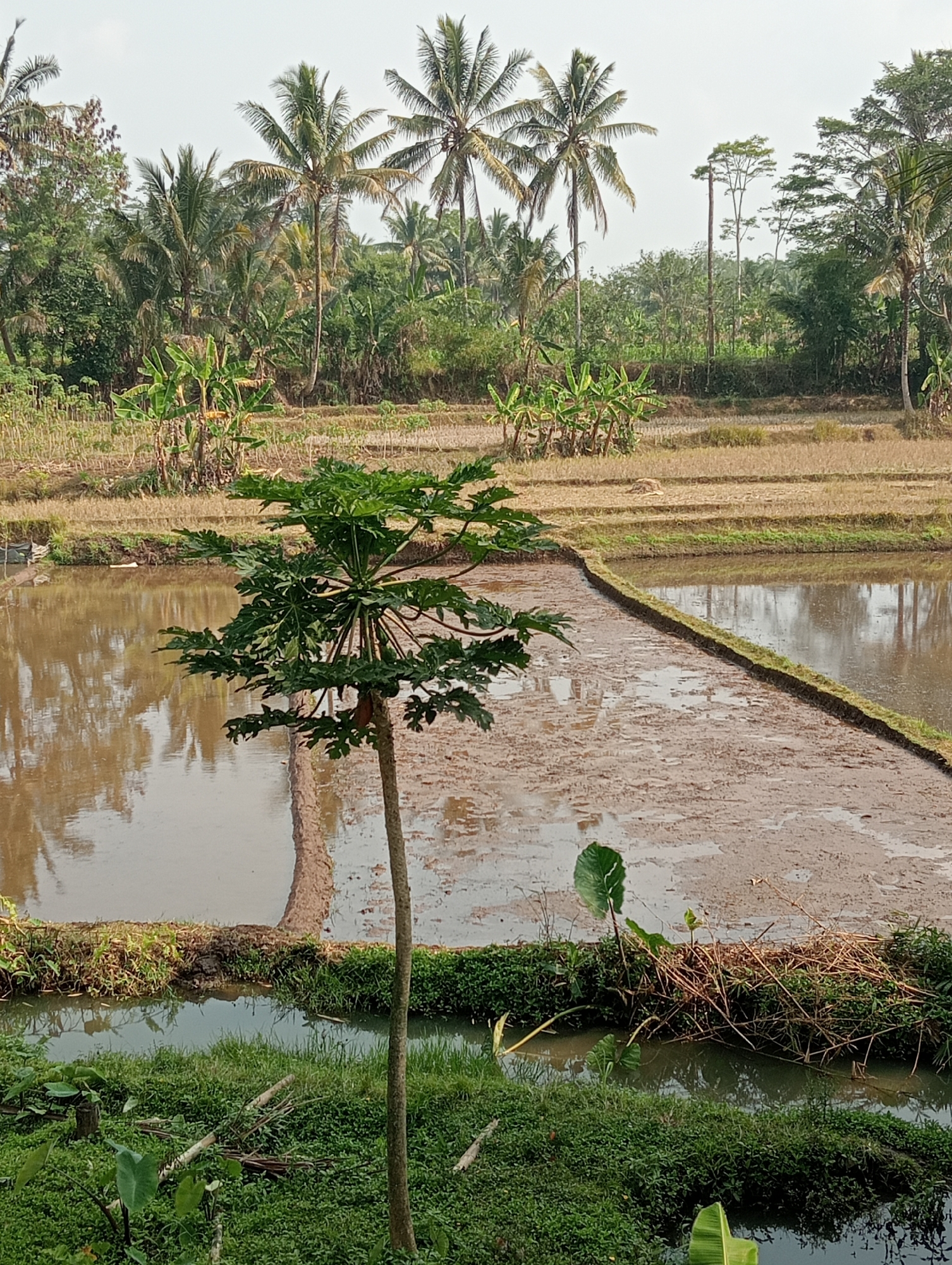 The image depicts a rural landscape in Krajan Kidul, Indonesia. In the foreground, a young papaya tree stands prominently. Behind it, a flooded rice paddy reflects the sky and surrounding vegetation. Further back, dry rice fields with visible rows can be seen, interspersed with lush greenery and banana trees. The background is dominated by a dense line of palm trees and other tropical foliage, with a few taller, slender trees standing out. The sky is overcast. The scene is tranquil and indicative of agricultural land. There are no people or animals visible in the image.