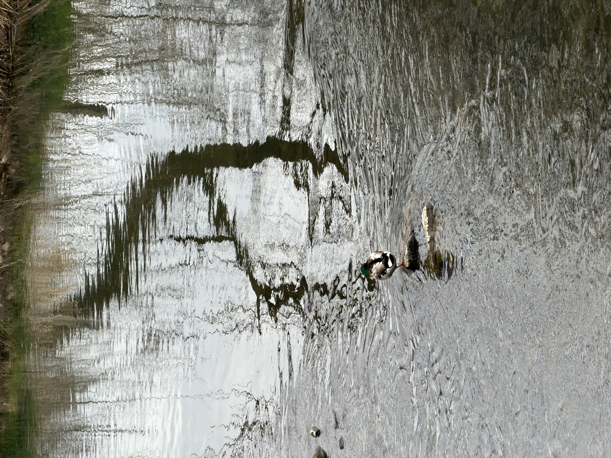 A medium shot depicts a mallard duck standing in the river Alzette in Esch-sur-Alzette, Luxembourg. The river surface reflects the trees along the banks. The water is rippled, and a few small rocks are visible in the riverbed.