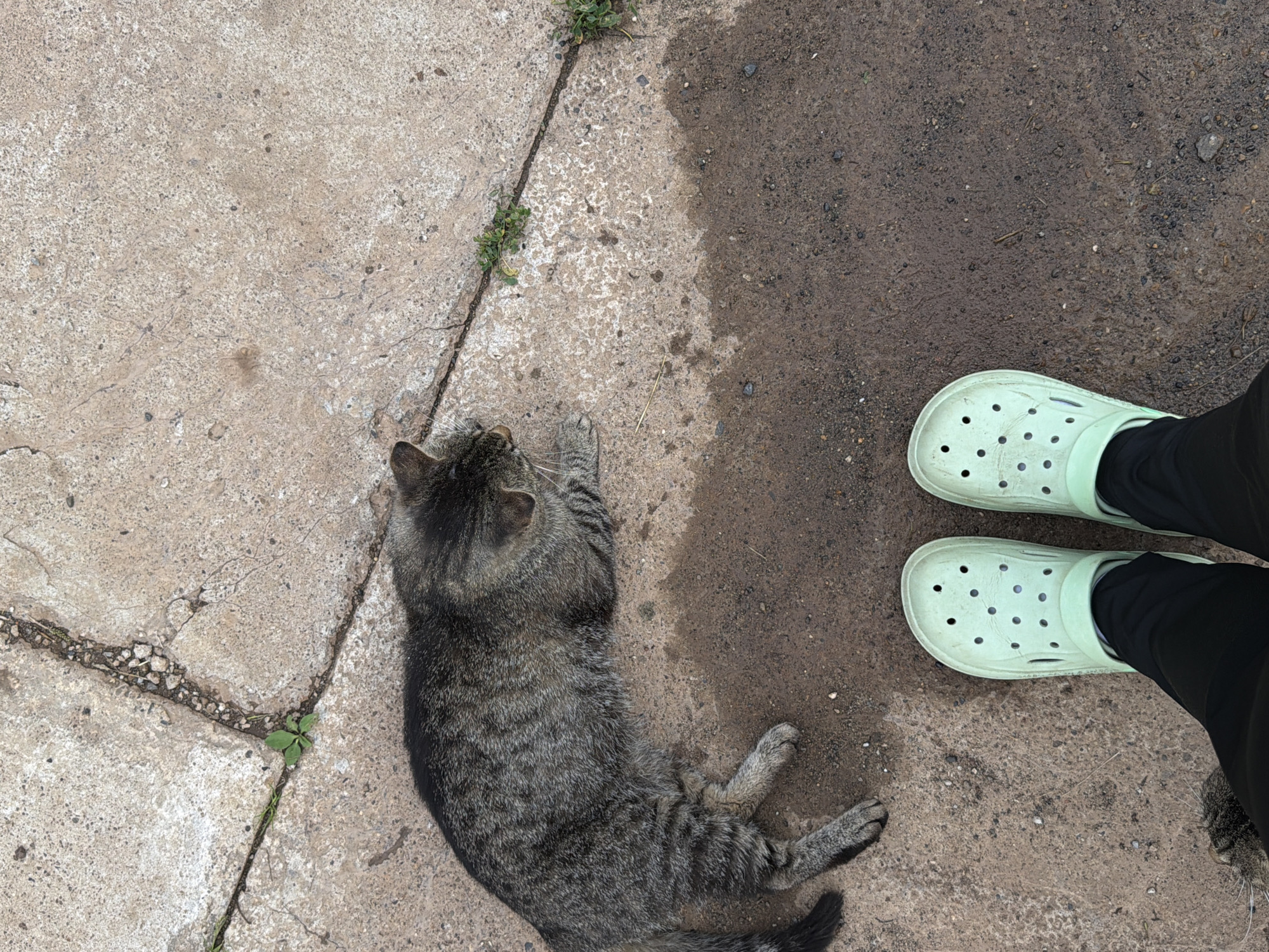 A tabby cat lies on a concrete surface, resting on its side with its paws splayed out. The cat is a mix of gray and black stripes. To the right of the cat, a person's legs are visible, wearing black pants and light green clogs. The surface beneath them is split between cracked concrete and damp, dark earth, suggesting an outdoor area. There are small green weeds growing through the cracks in the concrete. The lighting suggests it is daytime.