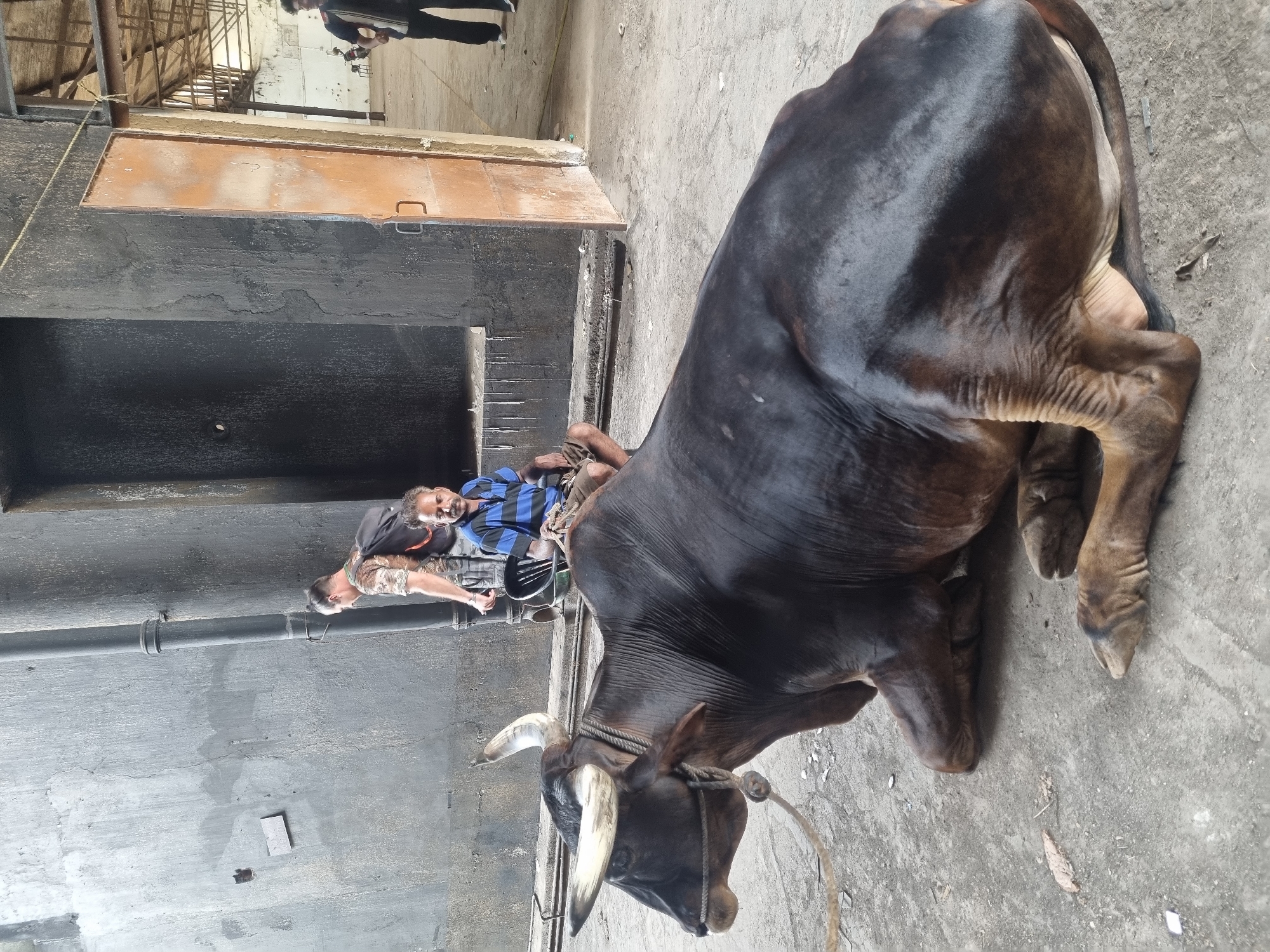 The image shows a black cow lying on a gray concrete surface. The cow has a rope around its neck. Behind the cow, two men are visible. One man is wearing a blue and black striped shirt and appears to be lying on a wheeled platform or cart. The second man, partially visible, is wearing a tan shirt. The scene is likely in an urban environment, judging by the concrete and a tall dark concrete wall behind the men. A rusty metal door is built into the wall. The location is Kalamassery, India.
