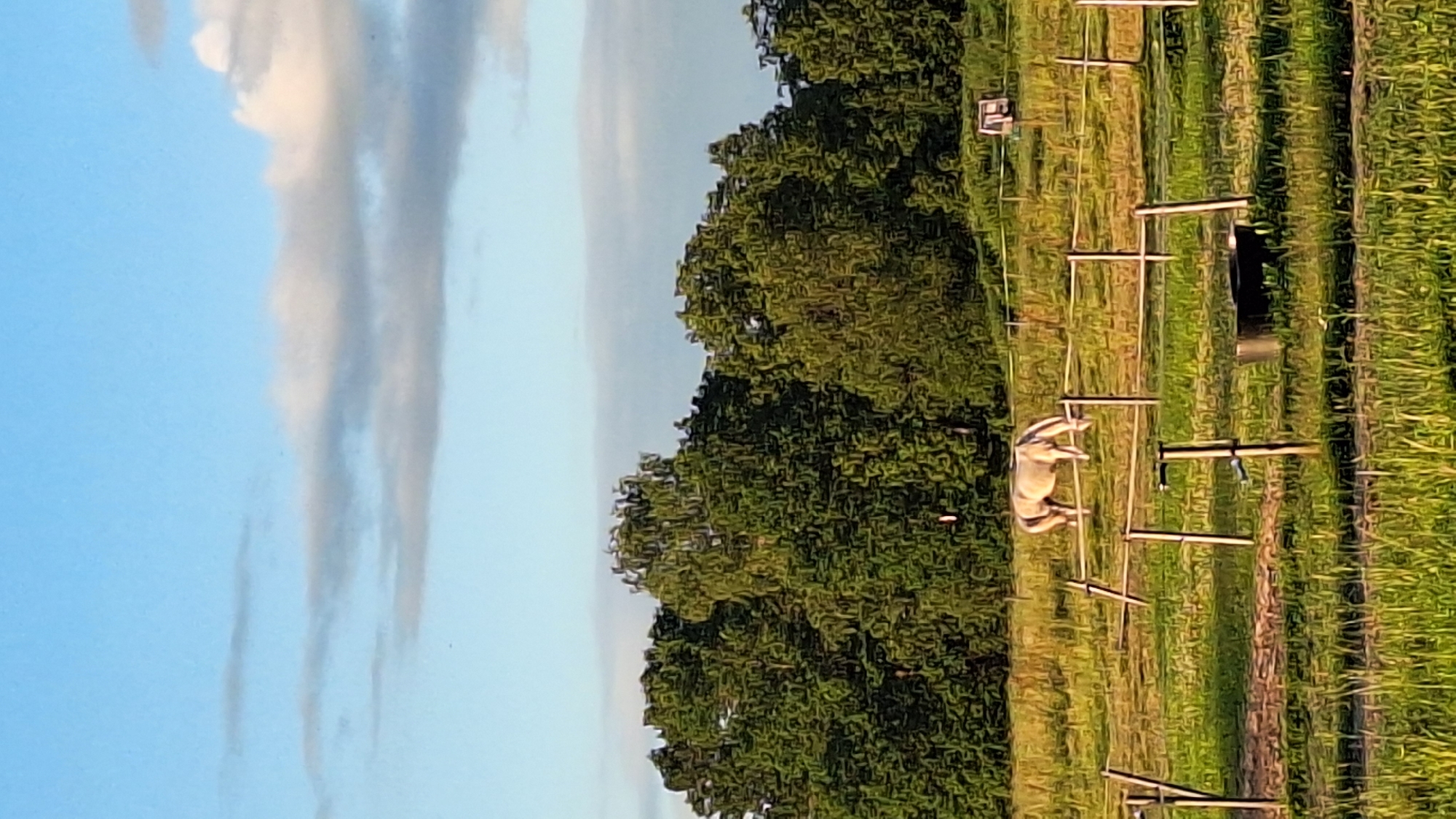 A light-colored horse grazes in a grassy field enclosed by a wooden fence. The field is situated in front of a dense line of green trees. The sky above is a light blue with scattered white and gray clouds. The overall impression is of a peaceful rural or semi-rural setting, possibly on the outskirts of Aviekste, Latvia. There are no people visible in the frame.