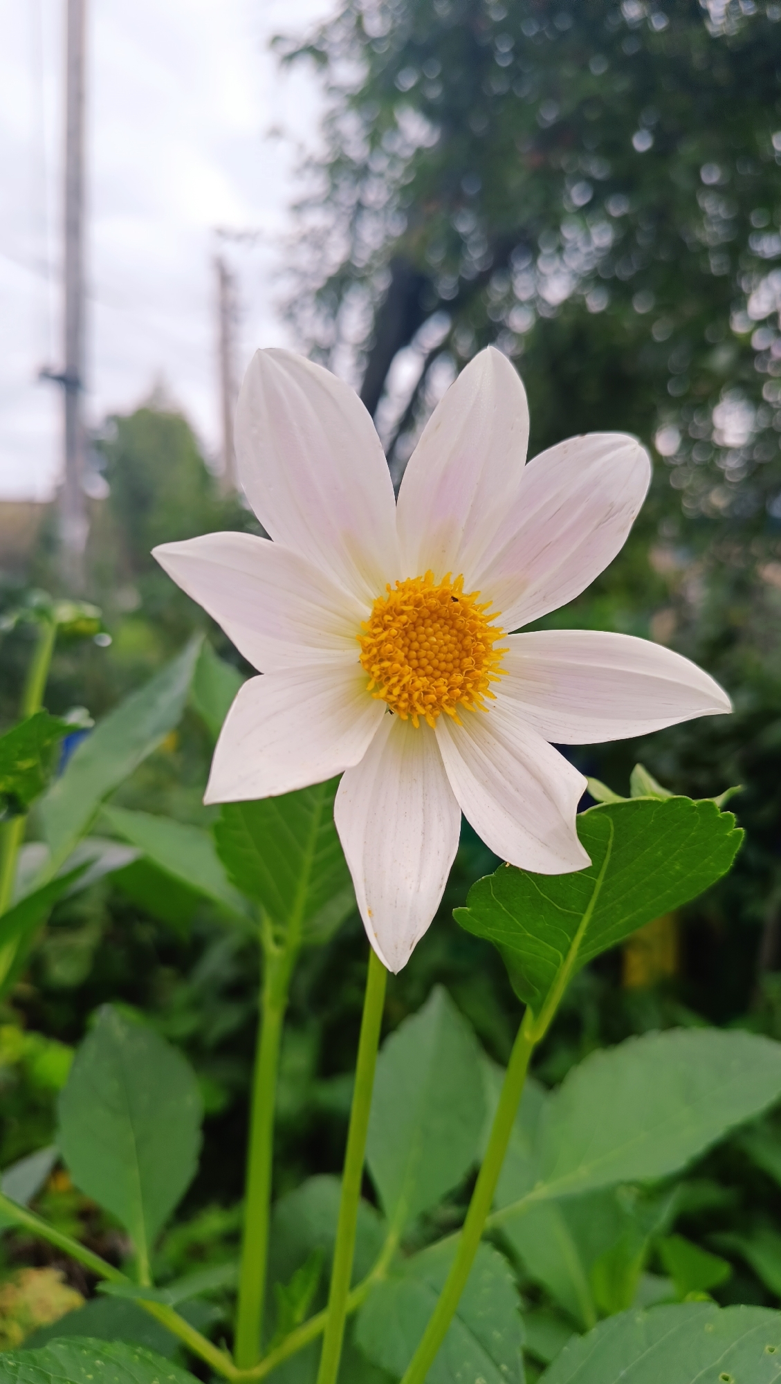 A close-up, vertical shot showcases a delicate white flower with a bright yellow center. The flower is in focus, with its petals gracefully unfurling outwards. The background is softly blurred, revealing lush green foliage, suggesting an outdoor setting, possibly a garden in Karsha, Russia. The lighting appears to be natural daylight, creating a gentle ambiance. There are no people visible in the image.