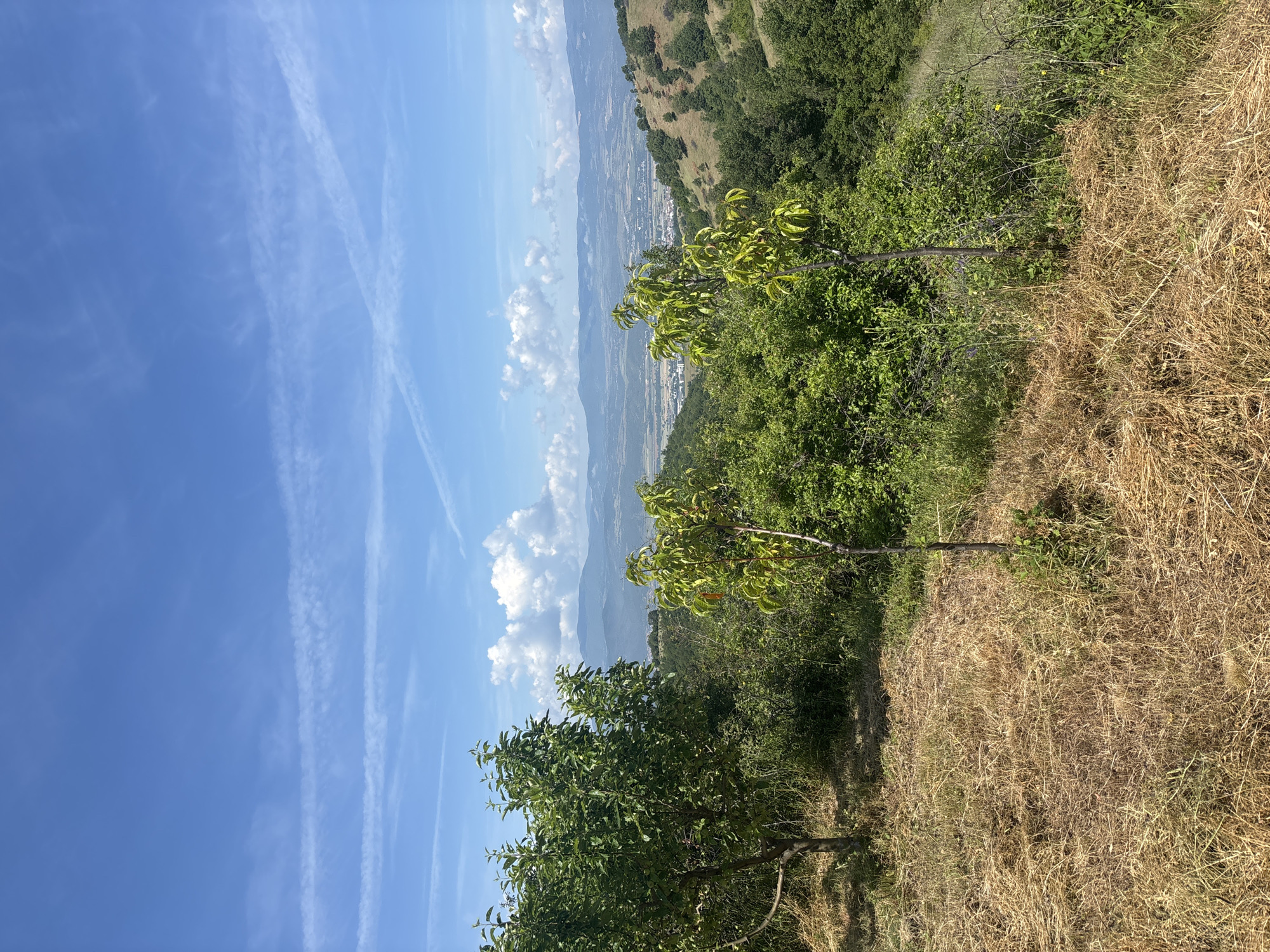 The image displays a vibrant outdoor landscape on a bright, sunny day, likely in the Delvino region of Bulgaria, viewed from an elevated position. The perspective looks out over a valley and distant mountains under a clear blue sky.
In the foreground, on the right side, there is an expanse of dry, golden-brown grass, suggesting a summer or late summer season. Interspersed with the dry grass are patches of green shrubbery and at least two small trees with lush green leaves, casting faint shadows.
The midground features a steep hillside, densely covered in various shades of green foliage, including trees and bushes, indicating a rich natural environment. This hillside slopes down into a broad valley.
In the background, beyond the immediate hills, a town is visible, characterized by clusters of buildings nestled within the valley and surrounded by further undulating hills and mountains. These distant landforms appear a softer, hazy blue-grey, a common effect of atmospheric perspective.
The sky, occupying a significant portion of the upper left, is a brilliant, clear blue. Scattered across the sky are several white, linear contrails left by aircraft, some appearing stretched and diffused. Additionally, a few fluffy white cumulus clouds are present, particularly above the distant mountainous horizon. The lighting is strong and direct, typical of midday, casting sharp highlights on the foliage. There is no visible text in the image.