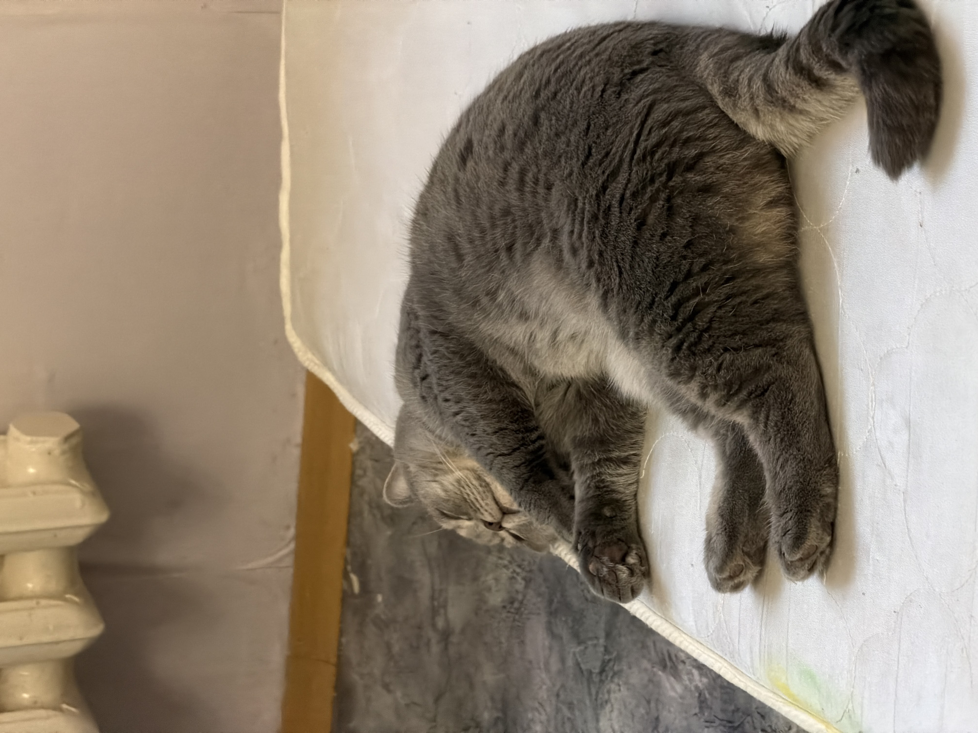 A gray tabby cat is sleeping on a white mattress. The cat is positioned on its side with its head hanging off the edge of the mattress. The tail is curled up on the mattress. A white radiator is visible in the background next to a light gray wall. The photo was taken indoors in what appears to be Perm, Russia.