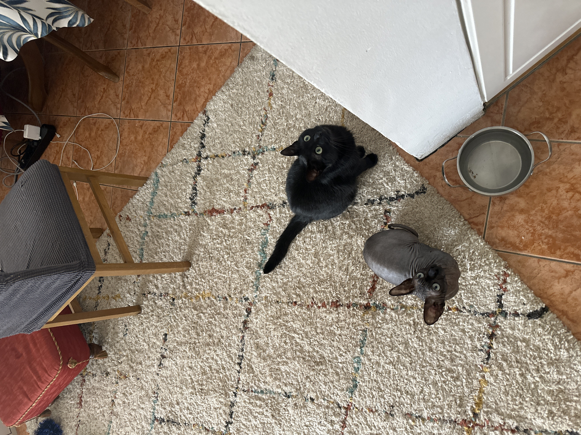 The image depicts an indoor scene in Budva, Montenegro. The floor is covered with terracotta tiles and a shaggy rug with a geometric pattern. A wooden chair with a grey woven seat and a red cushion is partially visible in the lower left corner. Two cats are on the rug: one is black and curled up, and the other appears to be a hairless cat with prominent eyes. A stainless-steel bowl with handles sits on the terracotta tiles near a white door or wall. The lighting is bright and natural.