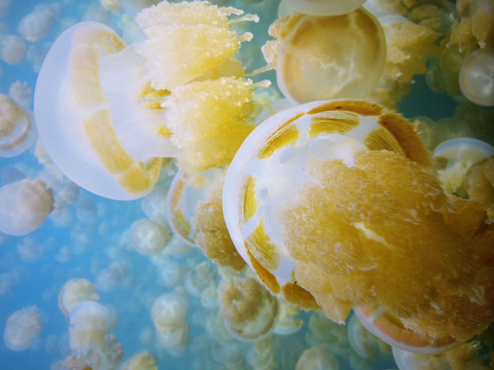 The image depicts a dense aggregation of golden jellyfish swimming in a clear blue body of water. The jellyfish are varied in size and shape, with some exhibiting translucent bell-shaped bodies and others showing more pronounced frills and appendages. The lighting suggests an underwater scene, with sunlight filtering through the water, illuminating the creatures and creating a vibrant, almost ethereal effect. The background is a soft, out-of-focus blue, indicating depth. The image does not contain any elements that suggest a location in the city of Kyiv, Ukraine.