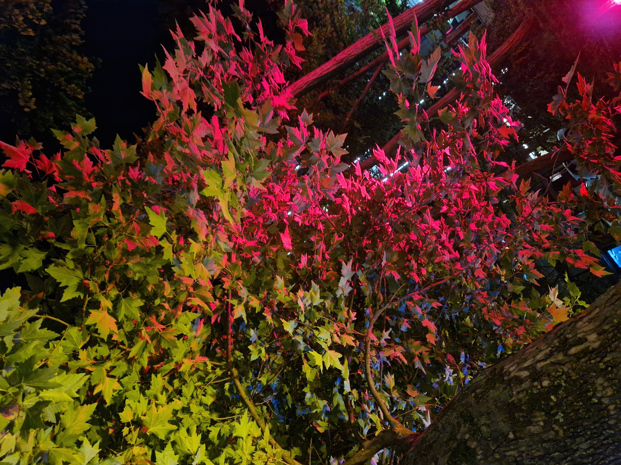 The image presents a vibrant night scene dominated by the densely foliated branches of a tree, likely a maple, illuminated by colorful artificial lights. The upper and central portions of the tree's leaves are bathed in striking magenta and red light, creating a dramatic, glowing effect. Towards the lower left of the frame, the leaves transition to a bright yellow-green illumination, with subtle hints of blue light also visible among the foliage.
A thick, textured tree trunk is visible on the lower right, extending diagonally upwards. The background is dark, indicating nighttime, with faint linear structures, possibly architectural beams or scaffolding, subtly visible through the branches. Some of these background elements reflect the pink light. There are no people visible, and no specific activity or event is taking place; the image focuses on the artistic interplay of light and natural forms. No text is visible in the media file.