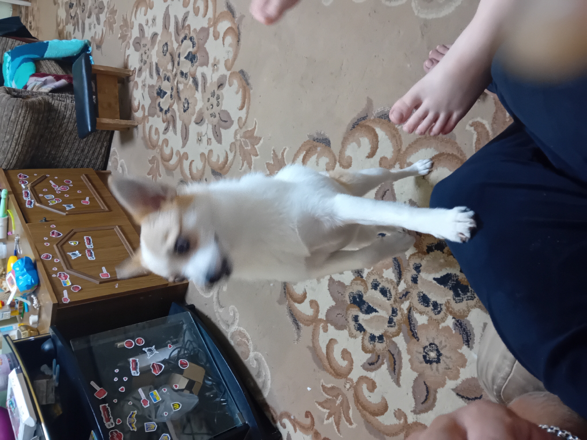 The image shows a small, tan and white dog standing on its hind legs on a patterned carpet. The dog is looking to its left, with its head tilted slightly. Its front paws are extended forward as if reaching for something. In the foreground, a person's bare feet are visible, positioned to the right of the dog. The person is wearing dark blue pants. Behind the dog, there is a wooden cabinet with several stickers on its doors, and further back, a portion of a sofa is visible. The overall environment appears to be a domestic indoor setting, likely a living room. There is no indication of the city of Chuhuiv, Ukraine, within the image itself.