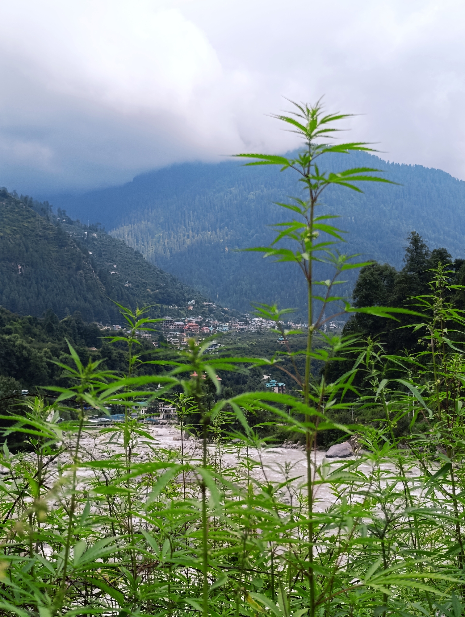 In Kalath, India, the image captures a natural scene with lush green vegetation in the foreground, obscuring a village nestled on a hillside. The village, characterized by its cluster of buildings with red and white roofs, is situated on the slopes of a densely forested mountain. A river flows through the valley, its water appearing milky or turbulent. The background is dominated by the imposing mountain, partially shrouded by clouds, indicating potentially overcast or misty weather conditions. The overall atmosphere is serene and picturesque, showcasing the natural beauty of the region.
